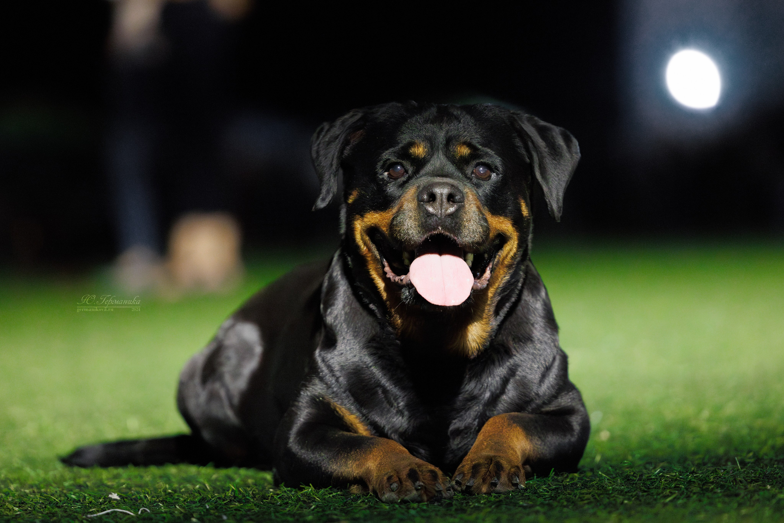 Волгоград 2-4.08.2024. Фотограф-анималист Юлия Германика
