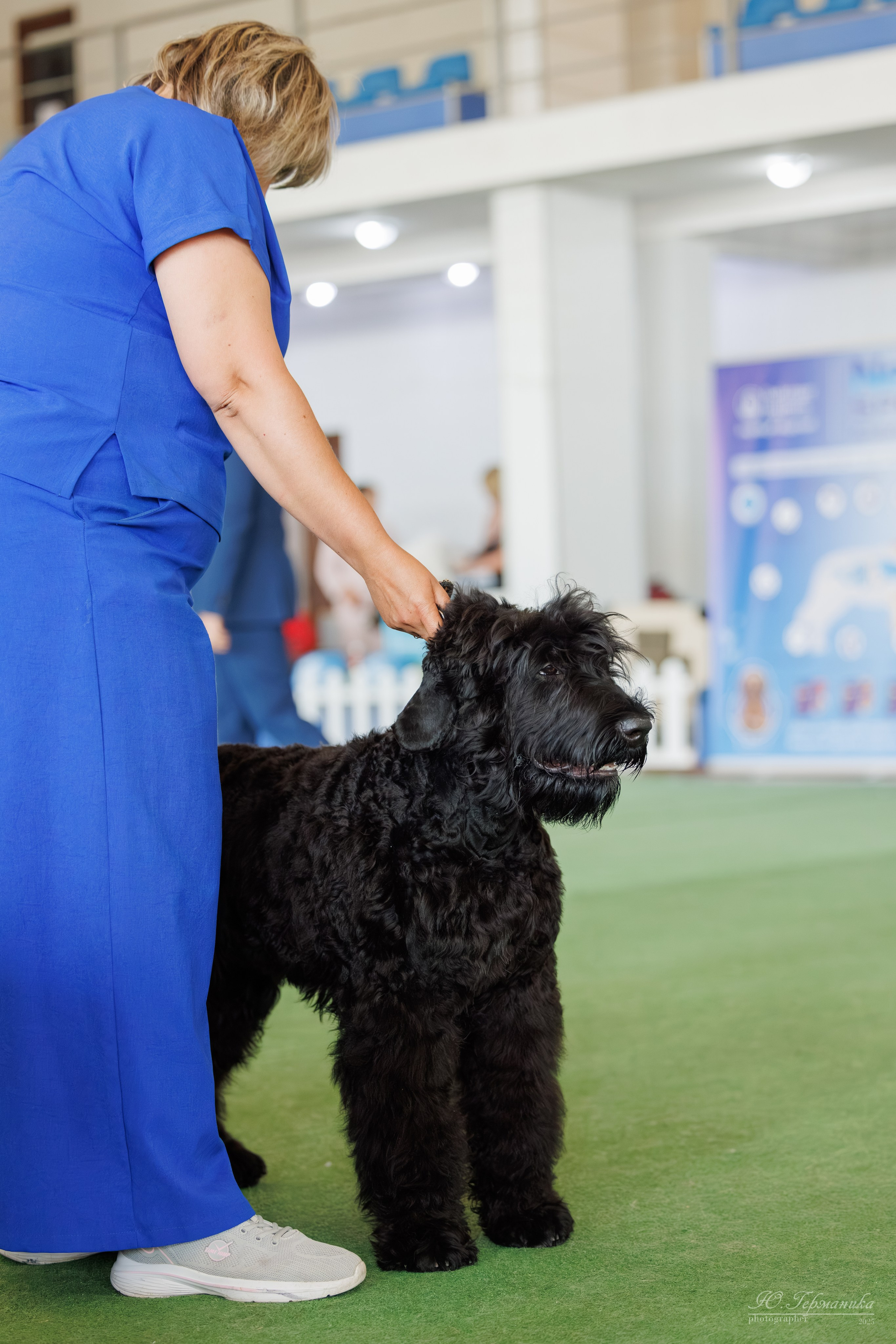Батуми 3хCACIB 27-29.06.2025. Фотограф-анималист Юлия Германика