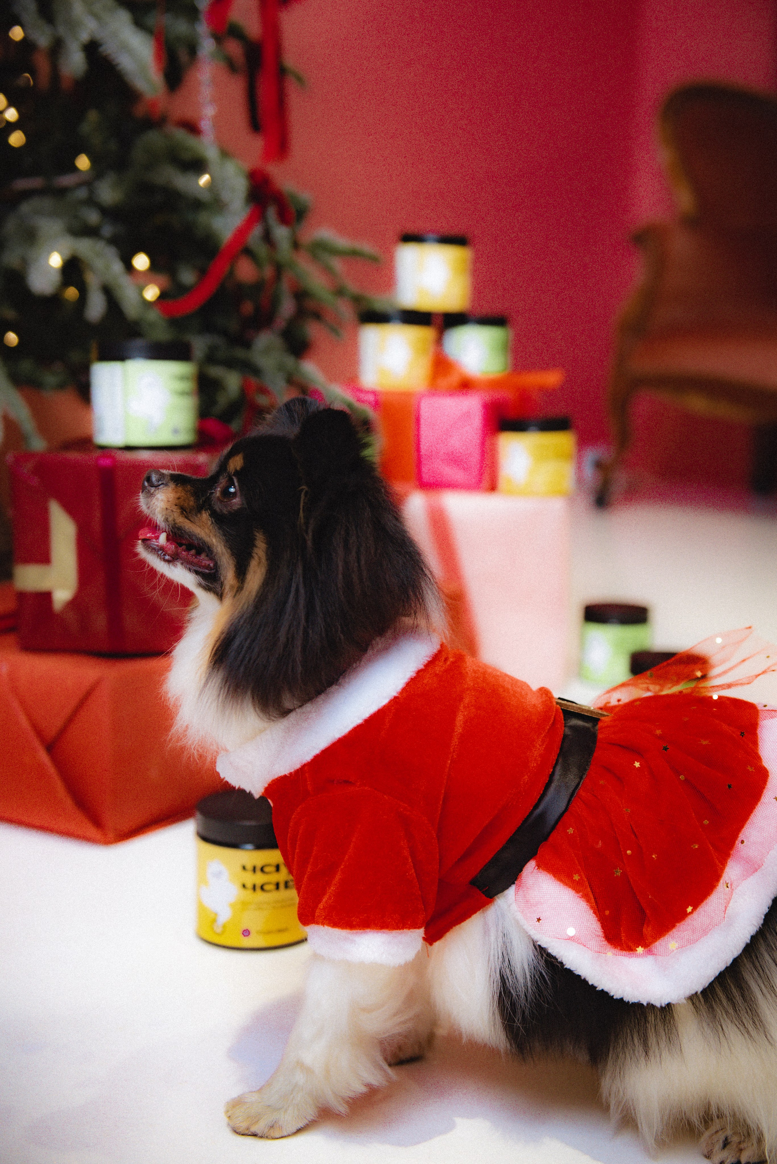 Чау Чавс. Фотограф в Москве Daria Lens