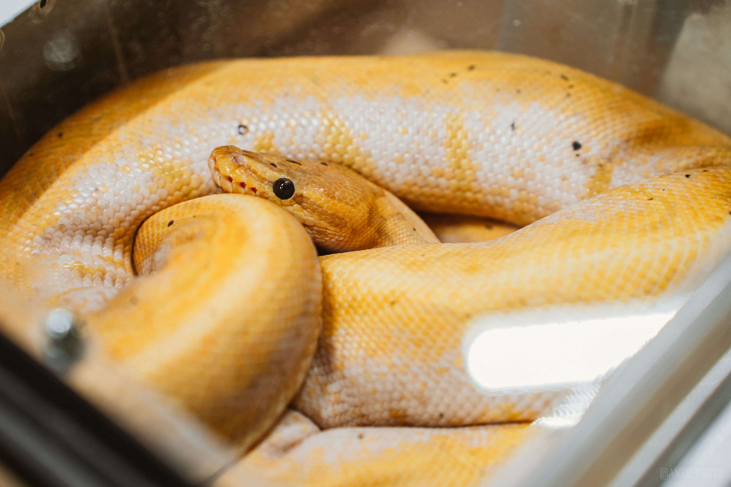 Рептилиум. Репортажный фотограф Анастасия Рубцова