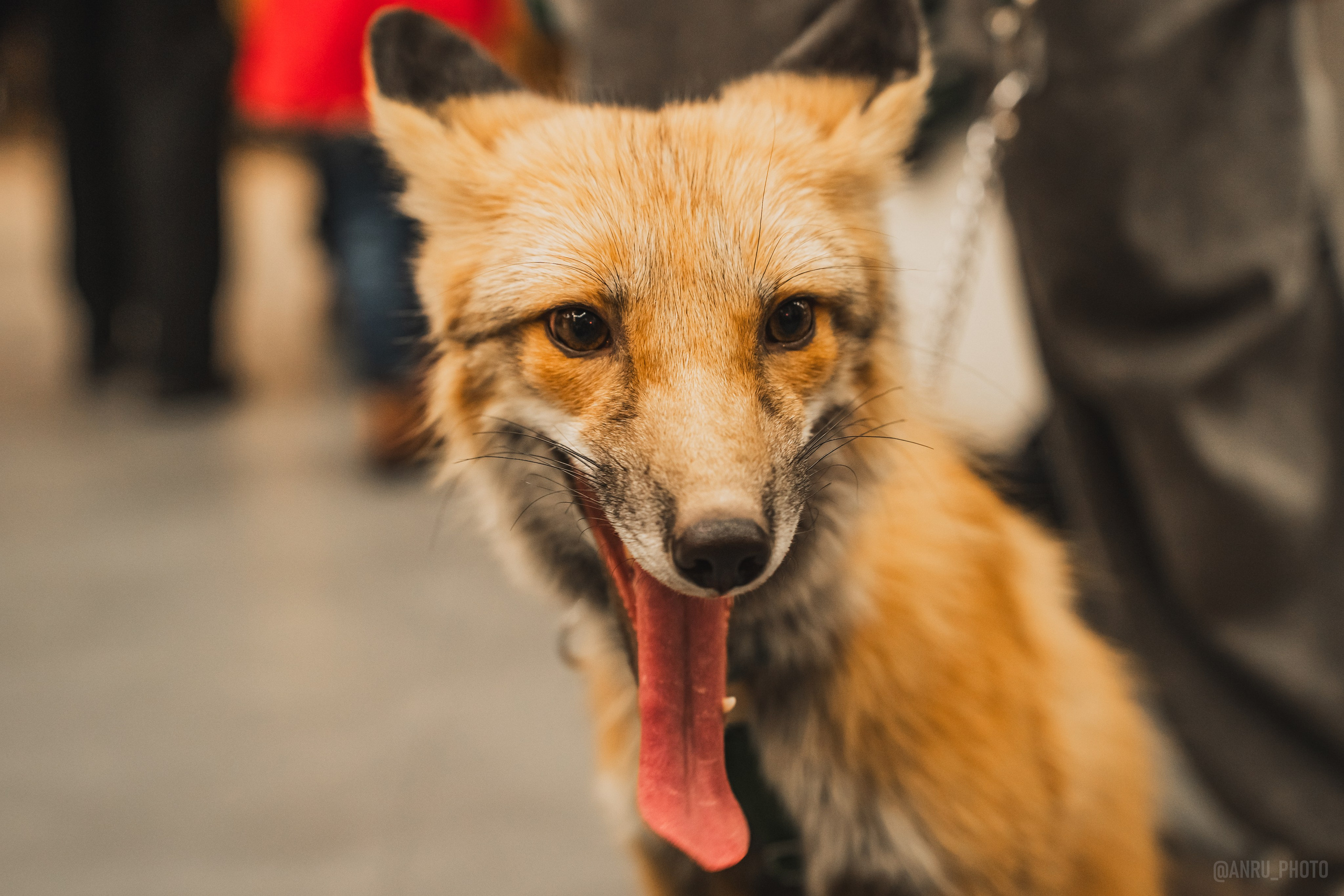 Fox Family fest. Репортажный фотограф Анастасия Рубцова