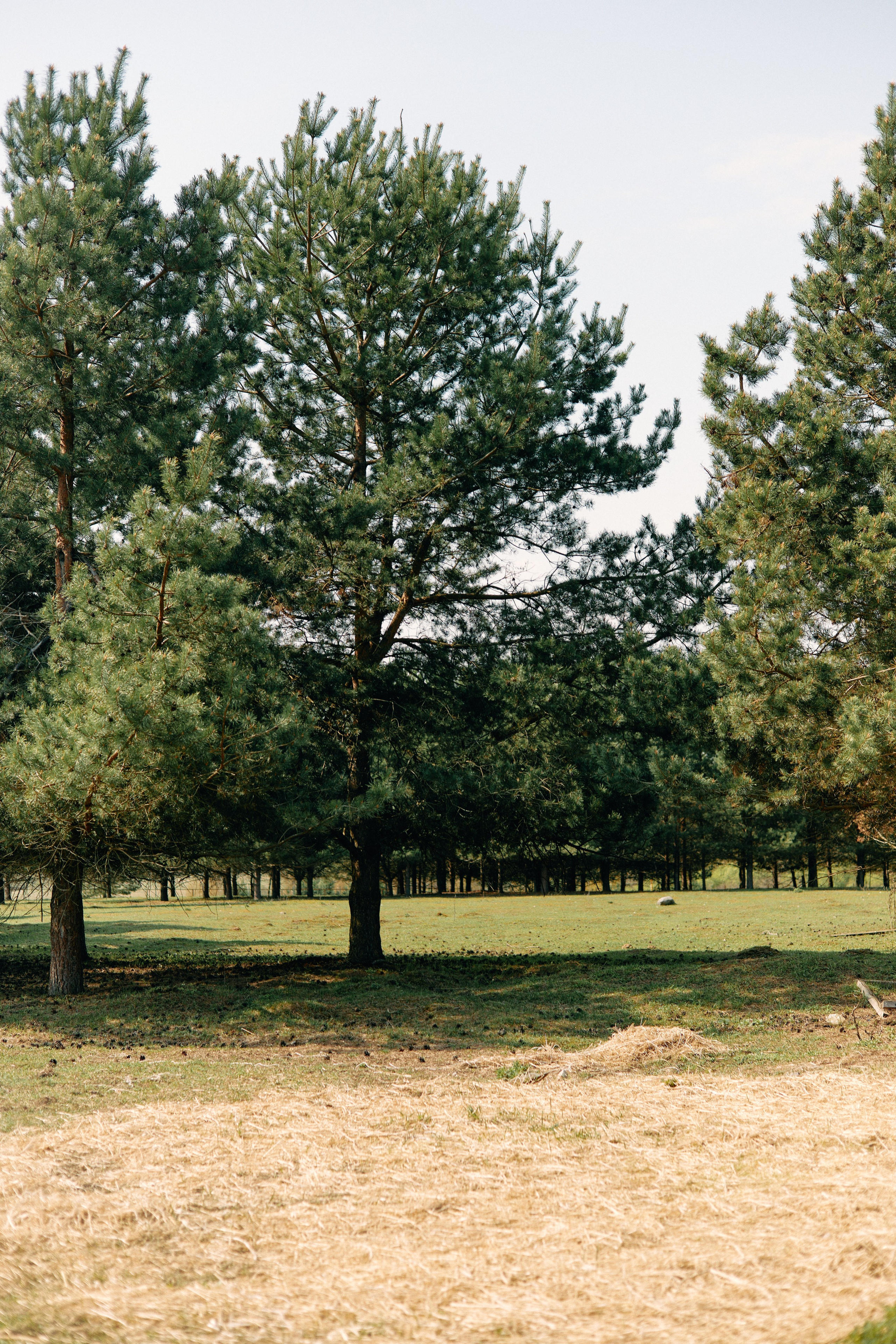 Бутик-отель Поле летом. Профессиональный Фотограф во Владимире, в Москве и в Суздале — Полина Романычева