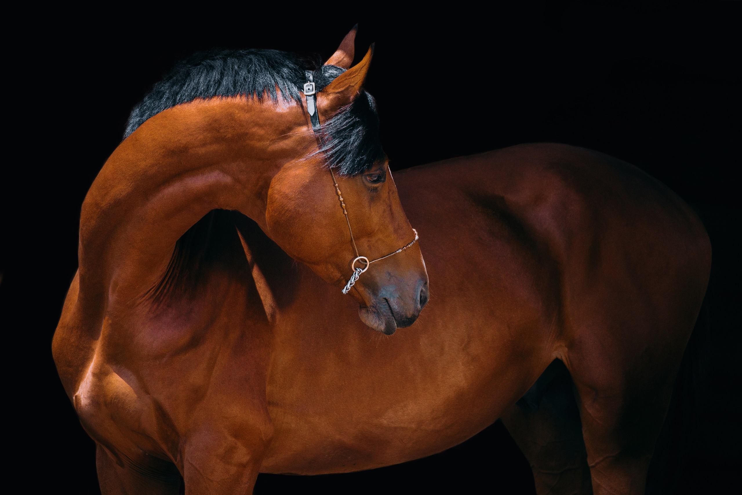 На черном фоне. Фотограф-анималист Ксендзова Кристина