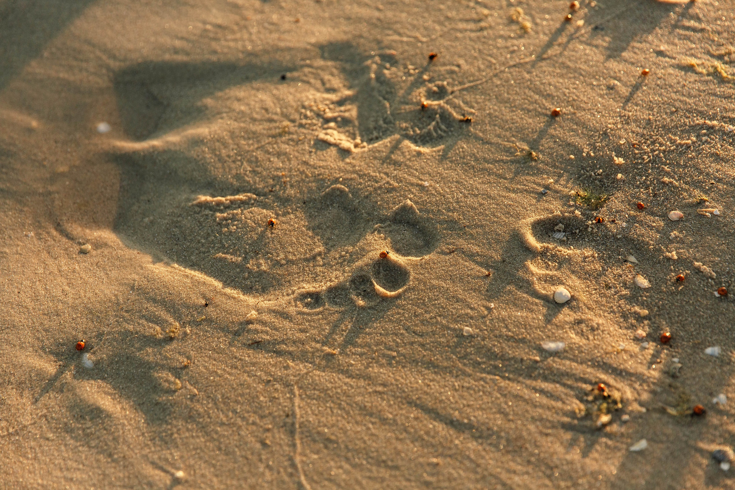Красивая love story фотосессия на закате у моря. Свадебный фотограф и видеограф Краснодар, Ростов, Сочи, Новороссийск