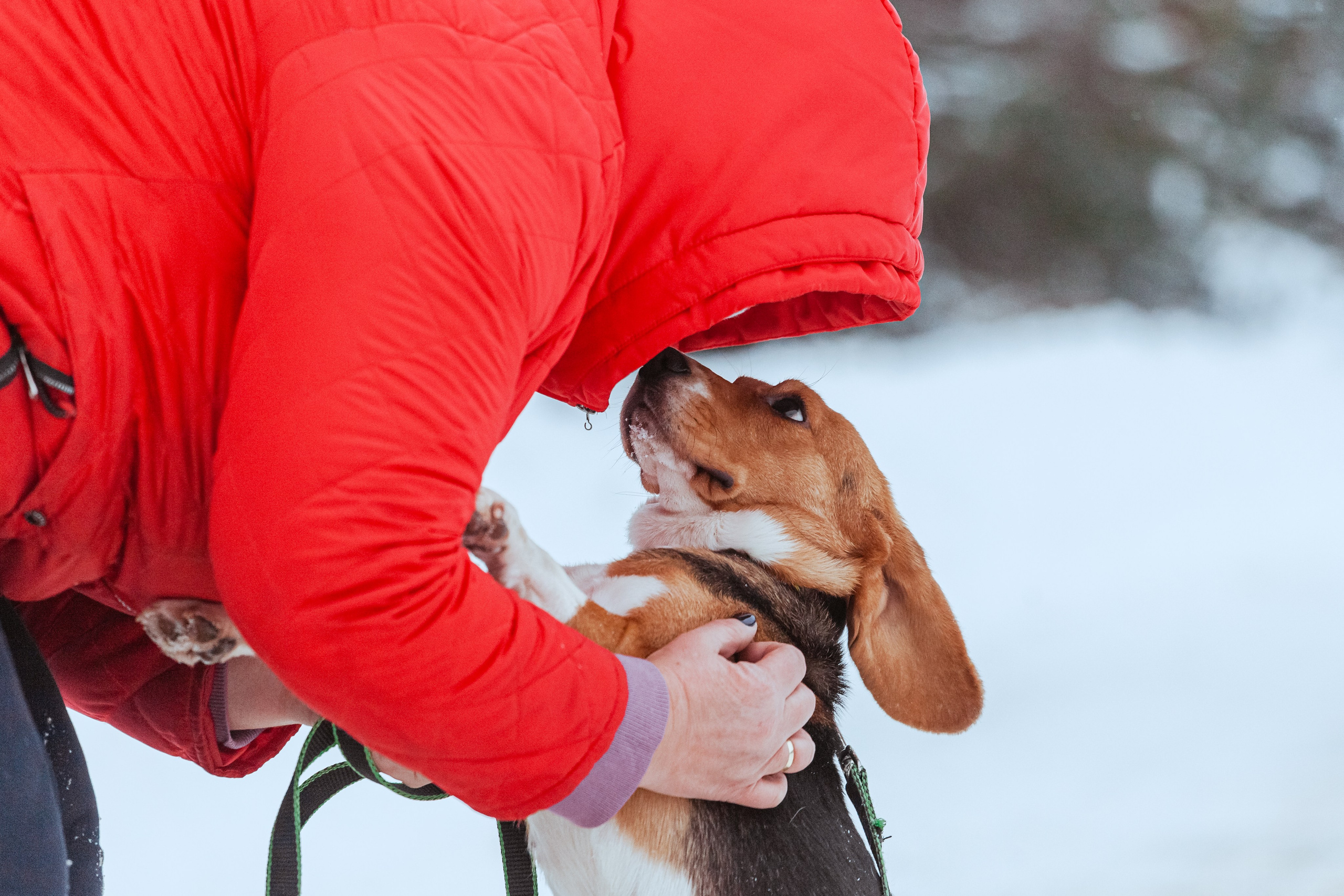 Дом для Биглей 2023. Фотограф-анималист Татьяна Степанова