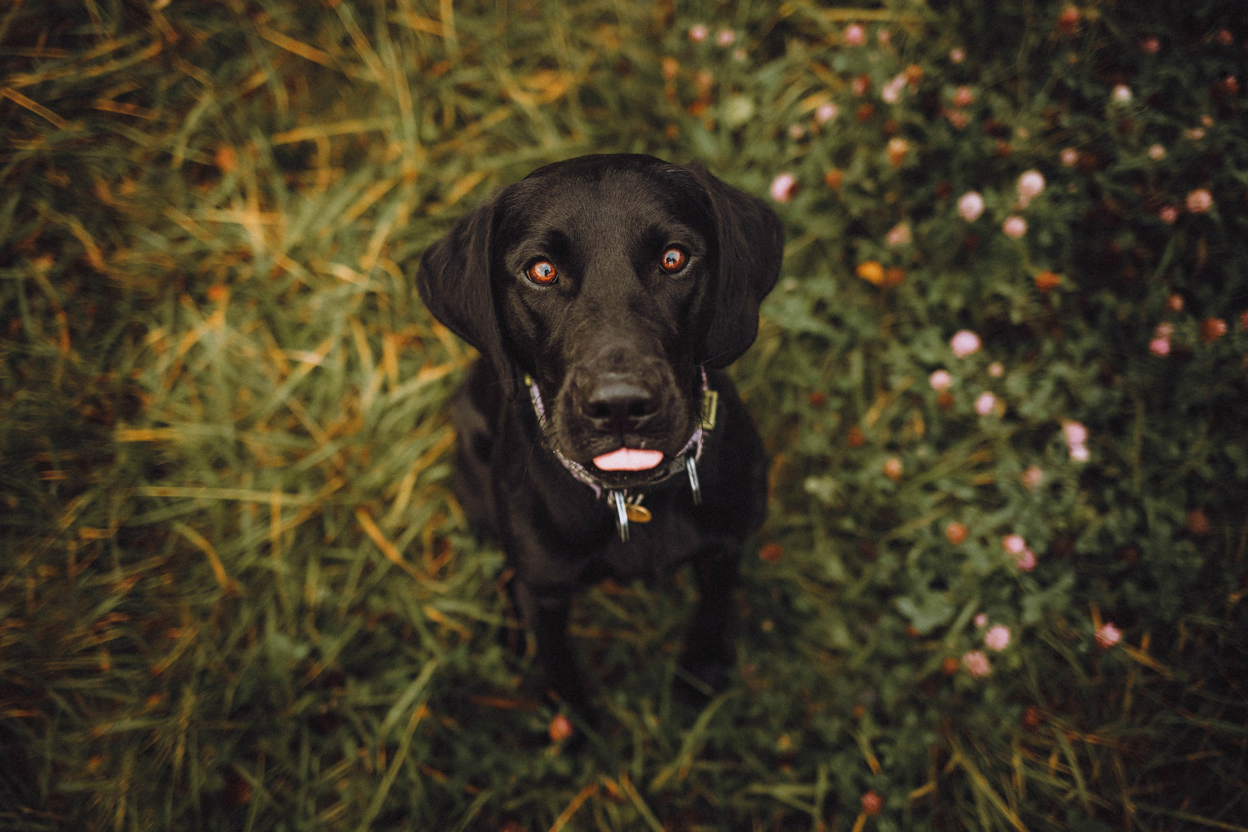 Аня, Нео и Луна