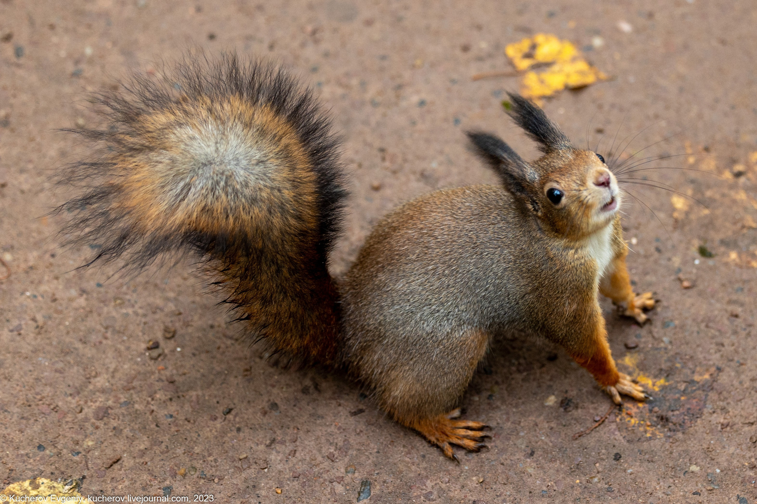Белки. Царицыно. Кучеров Евгений. Фотограф