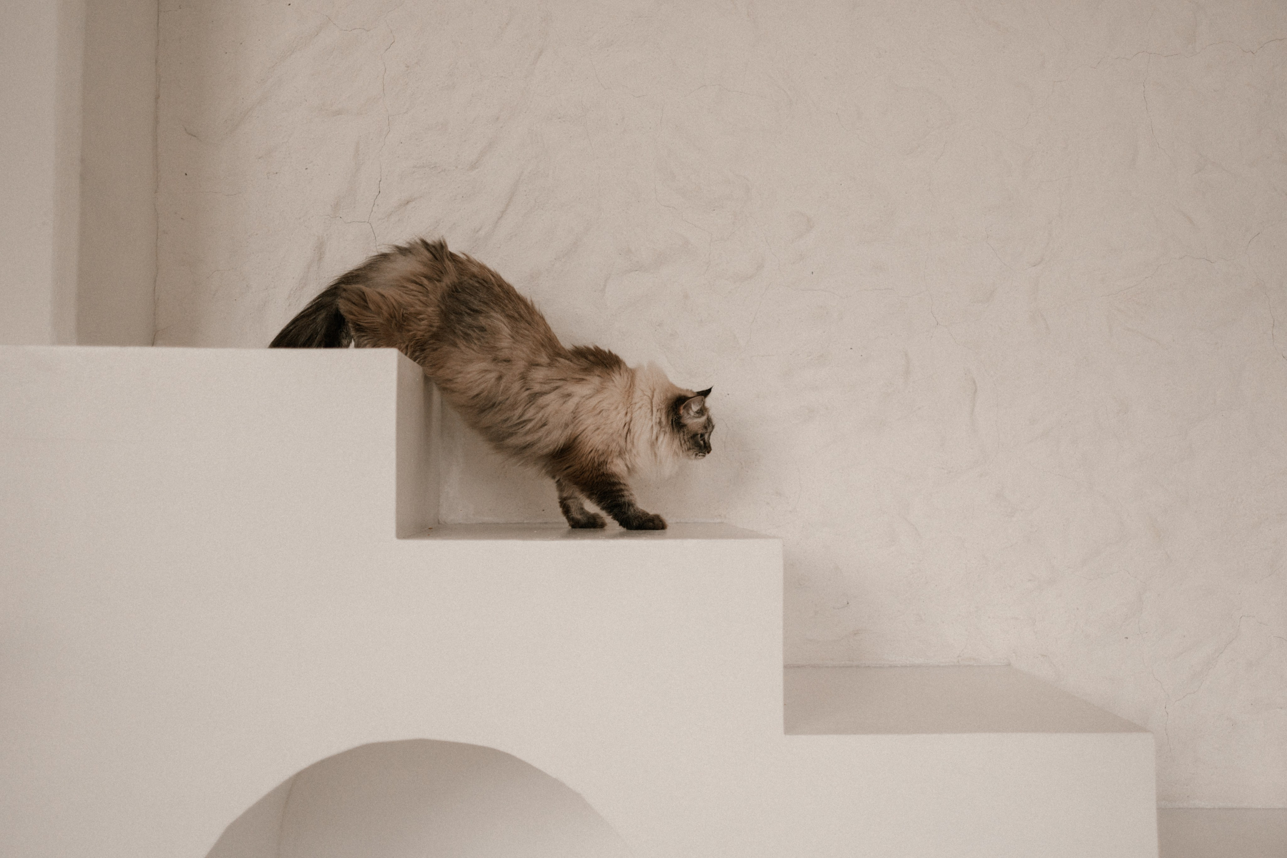 Камилла и ее девочки. Фотограф — Анималист | Санкт-Петербург