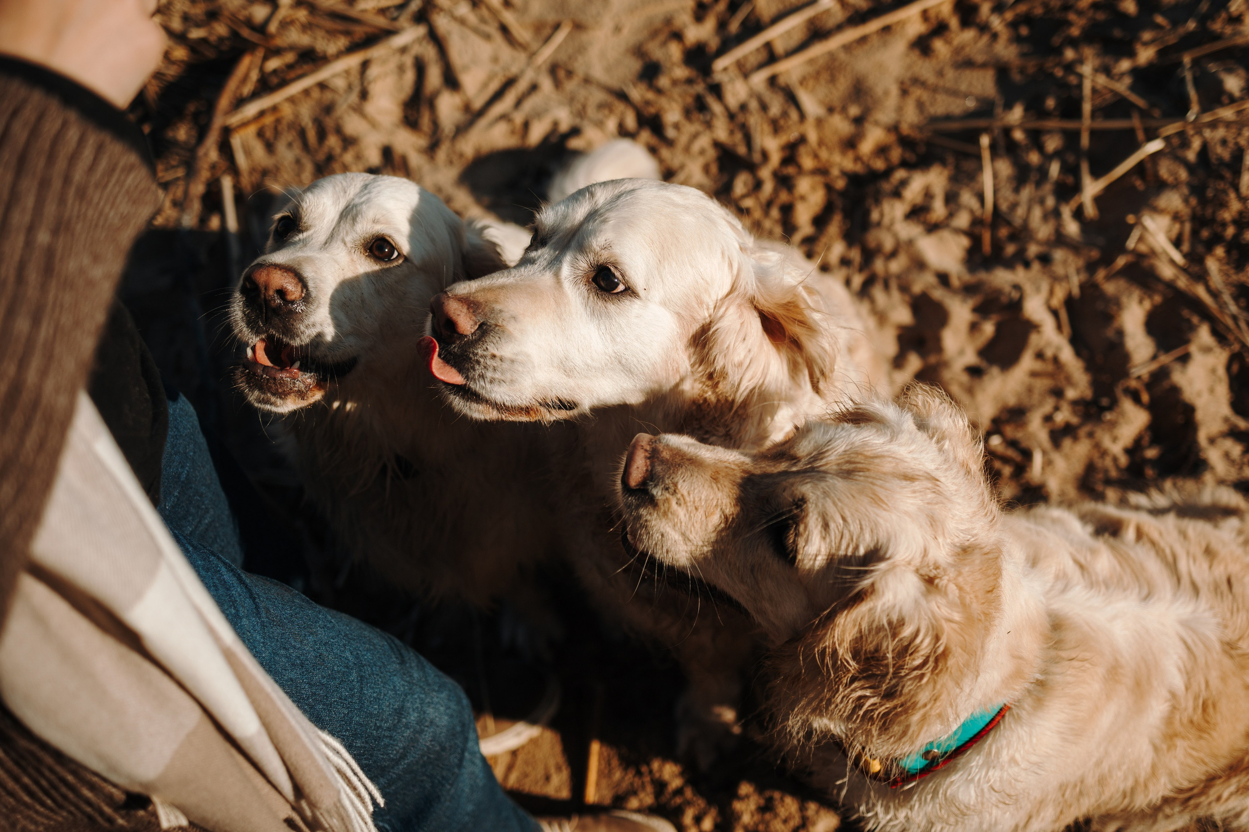 Катя и ее девочки. Фотограф — Анималист | Санкт-Петербург