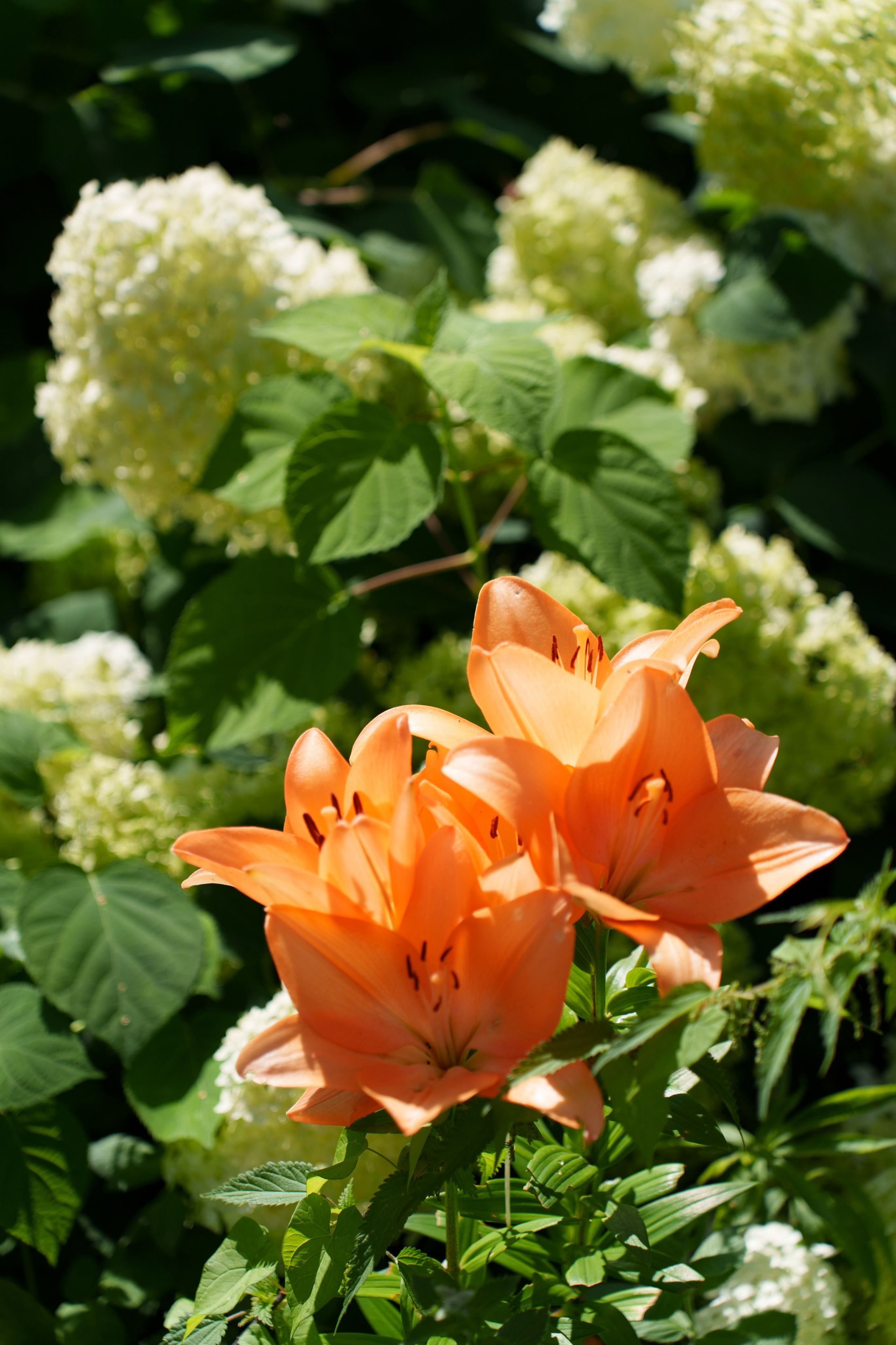 Сельский шик. Виктория Саханкова — портретный и семейный фотограф в Москве