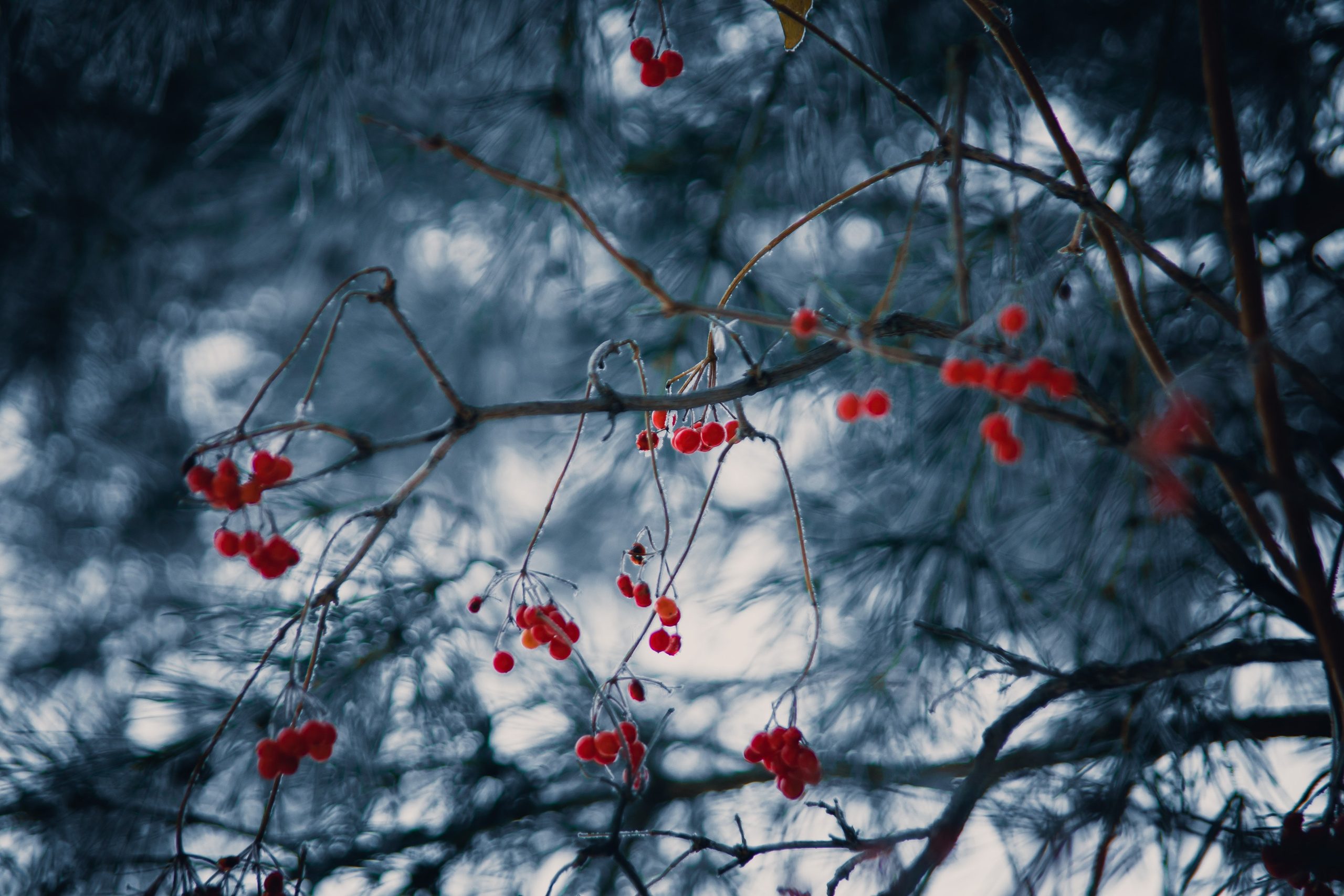 Природа. Darinishna Фэнтези-фотограф Хабаровск