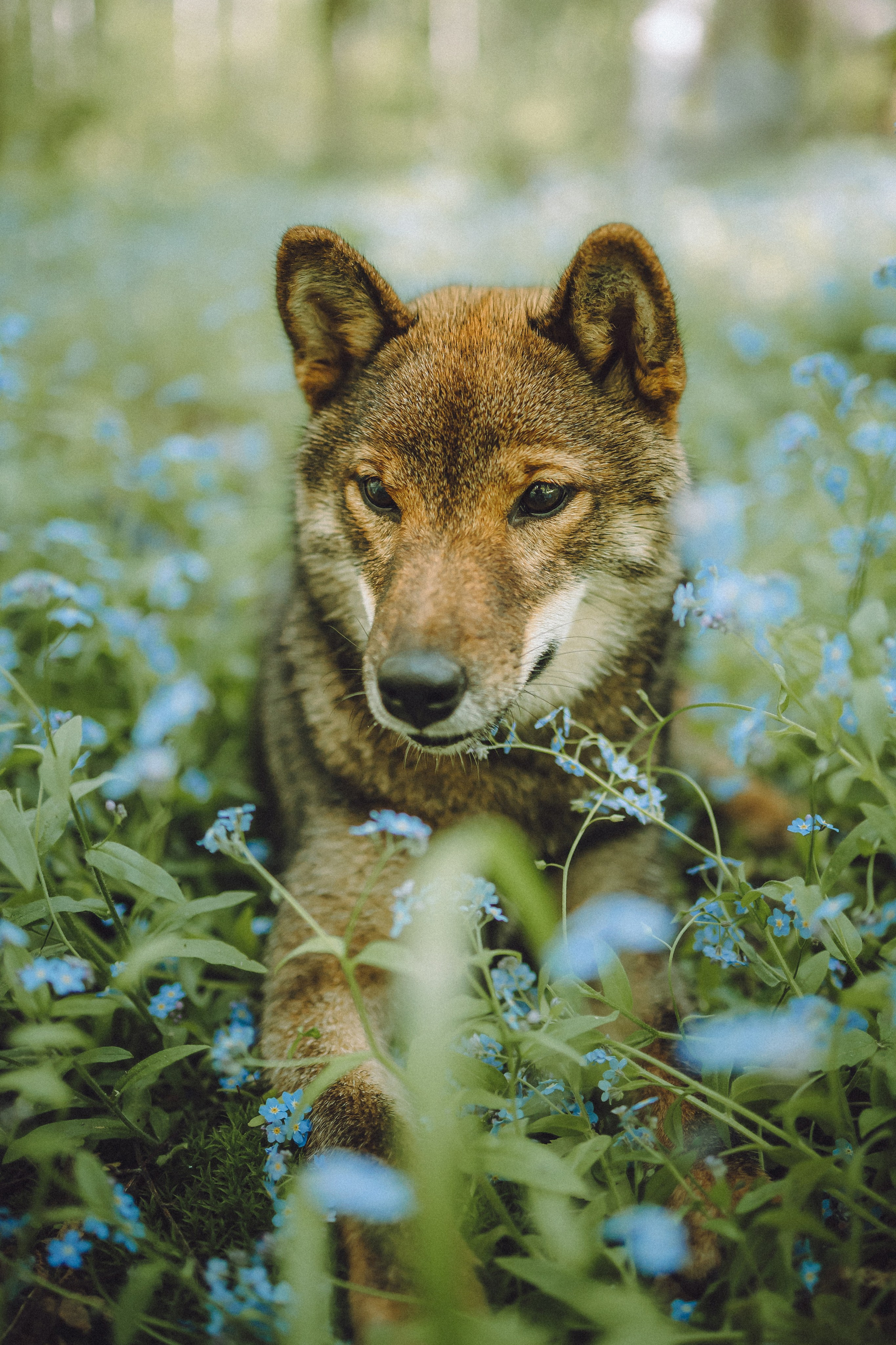 Шед, Цири, Чиби, Цера и их семья