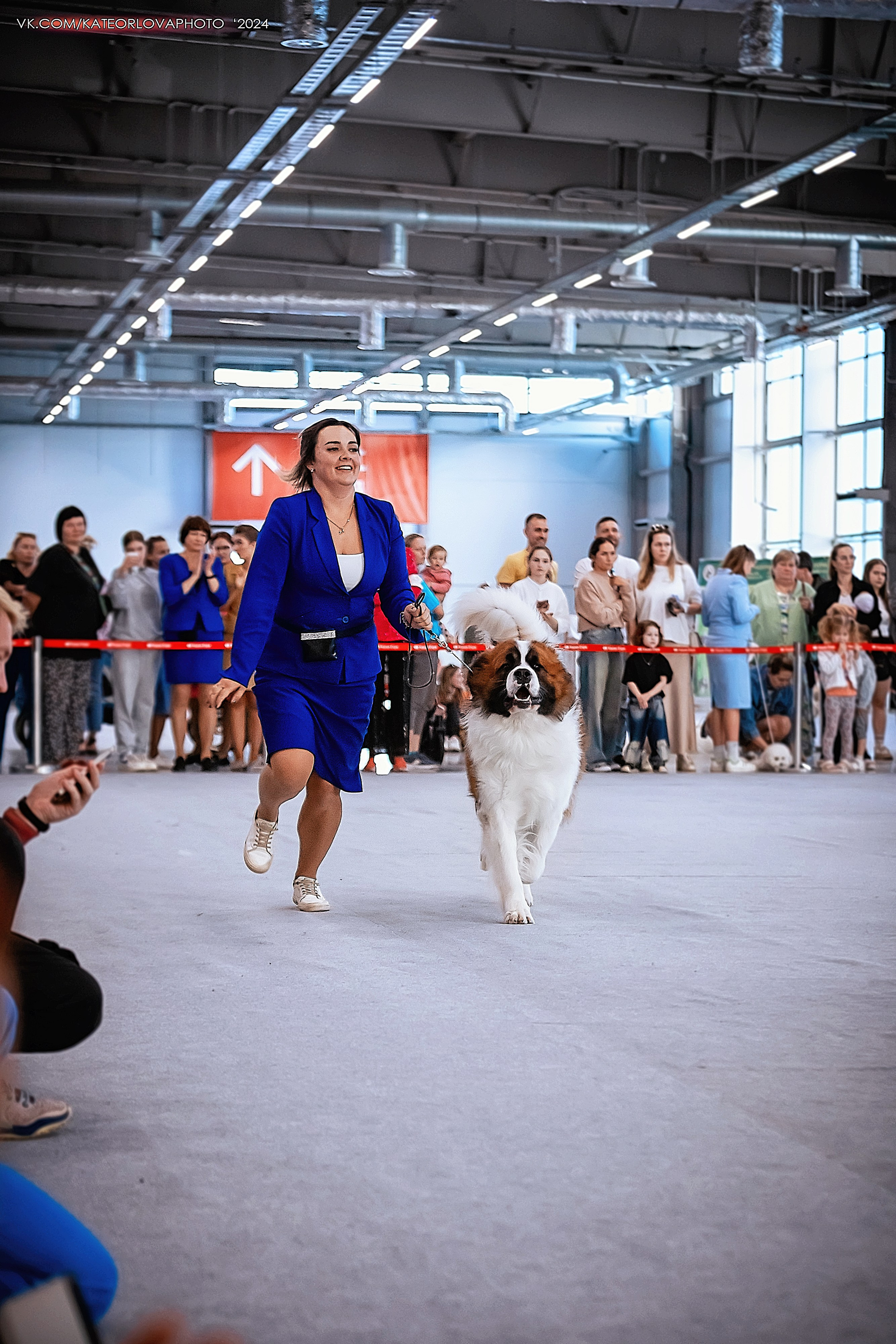 Фотосъемка собак, щенков, на выставках, фотограф анималист Россия воронеж. Питомник собак Акита, Хаски, Корги