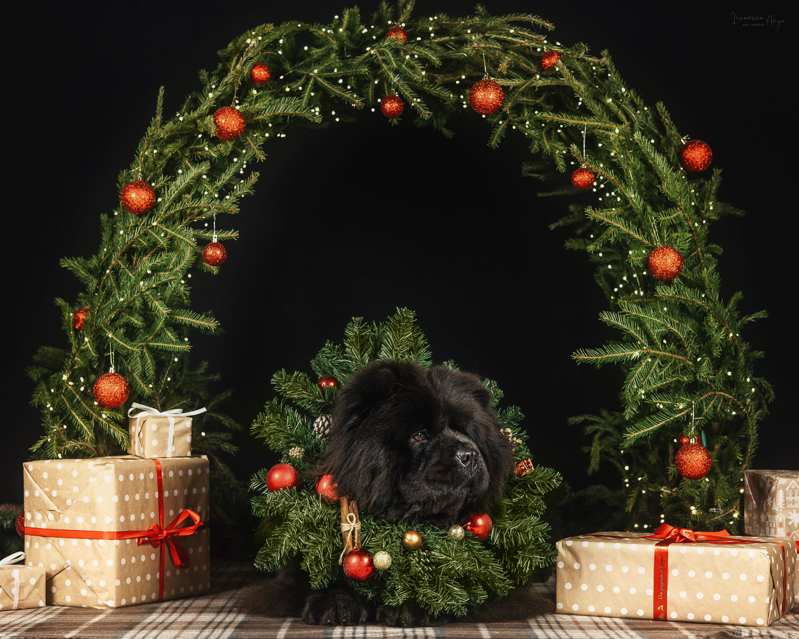 Фотодень_1 2025. Фотограф анималист Аня Ливанова | Рыбинск