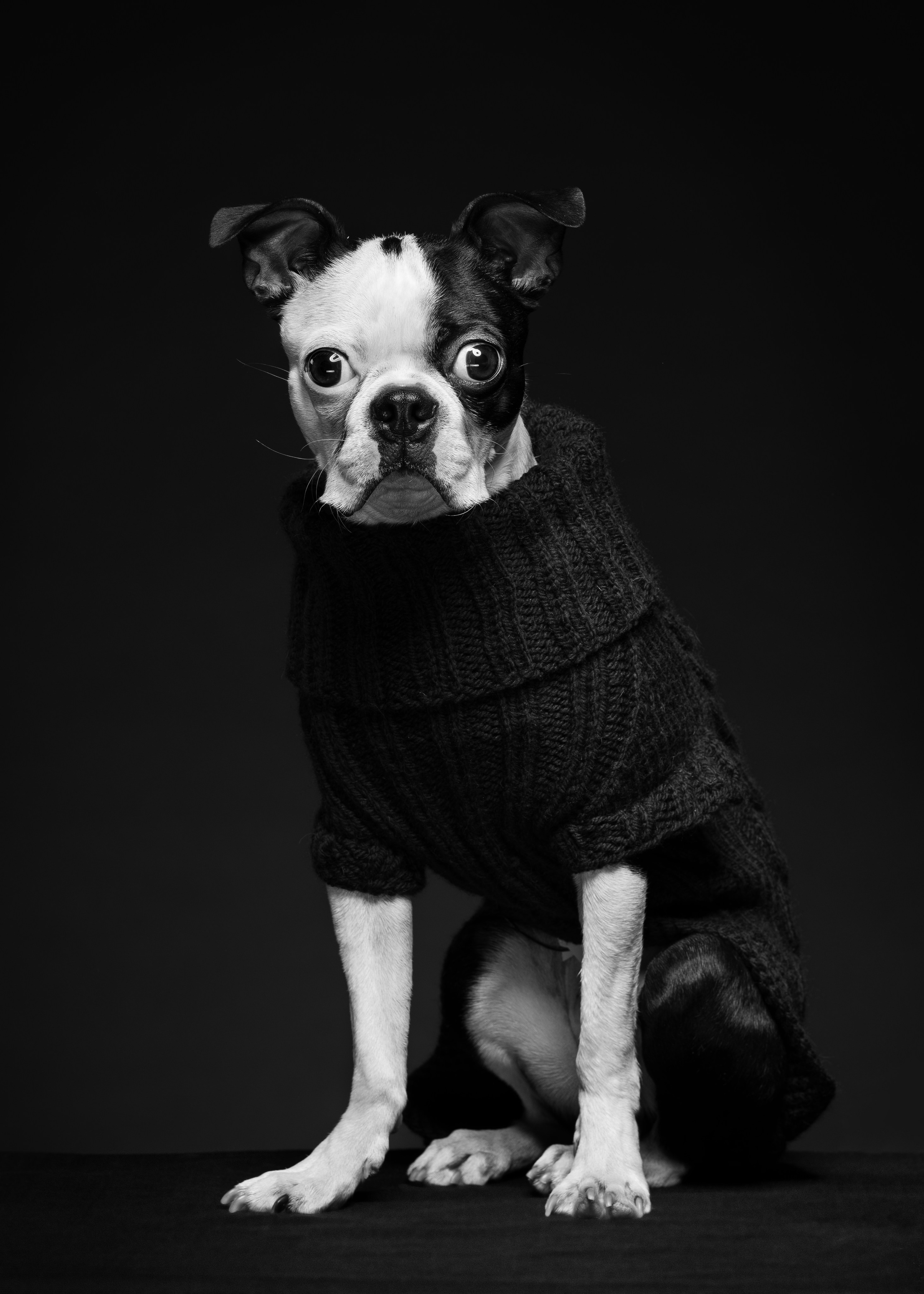 Портреты животных. Photographer Michael Stenin