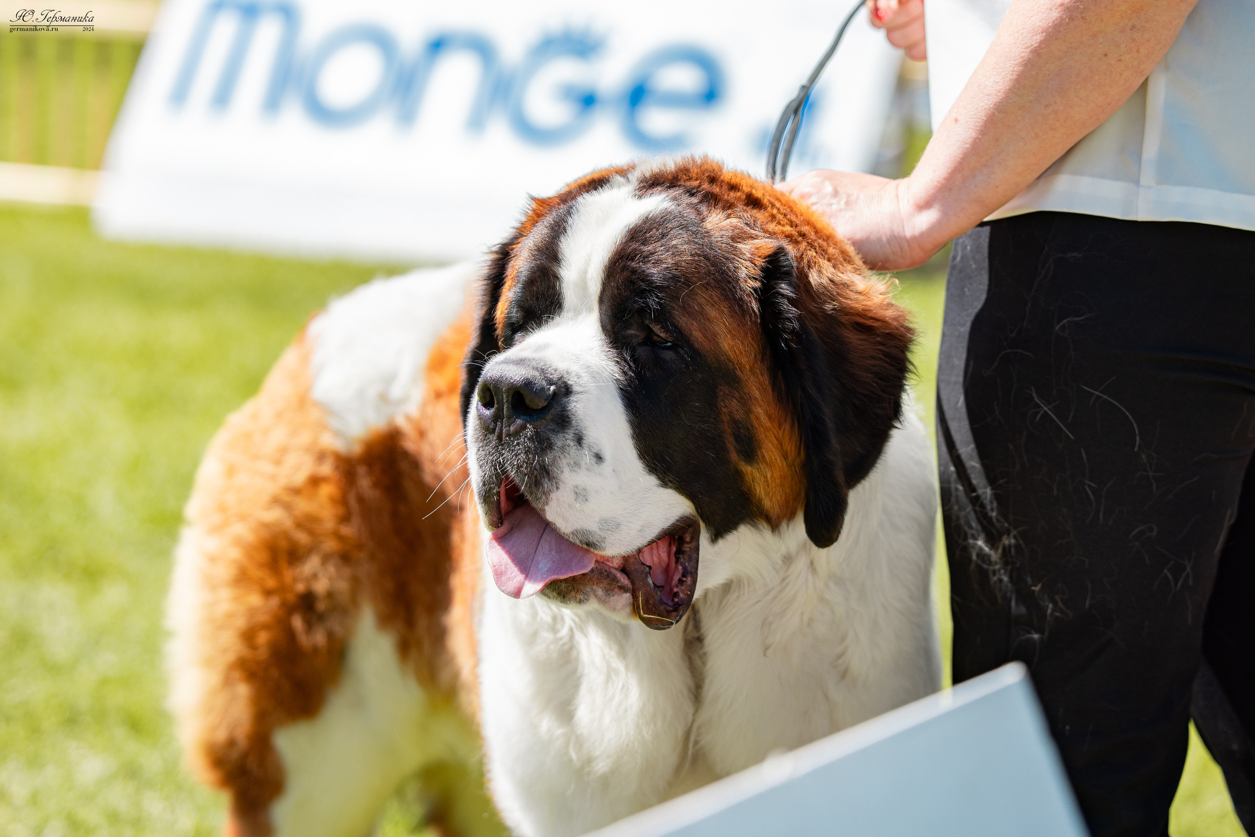 Ереван 3-5.06.2024. Фотограф-анималист Юлия Германика