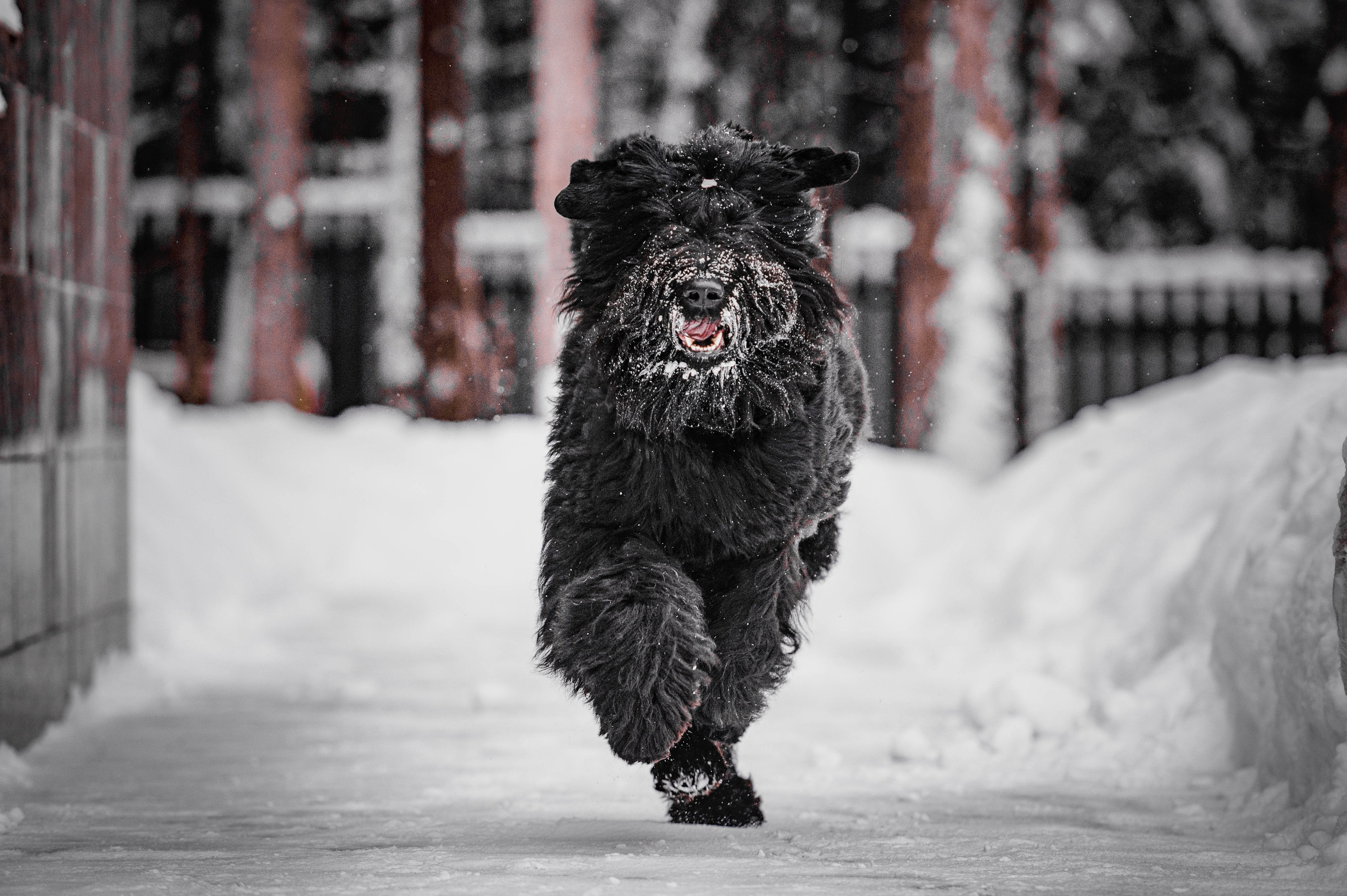 Клео. Фотограф-анималист