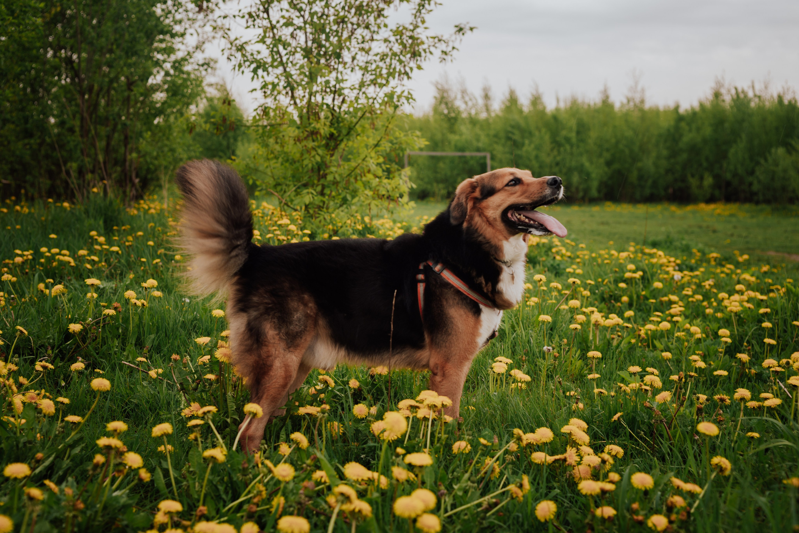 Фотовыходные с питомцами Мурино. Фотограф в Санкт-Петербурге и Ленинградской области
