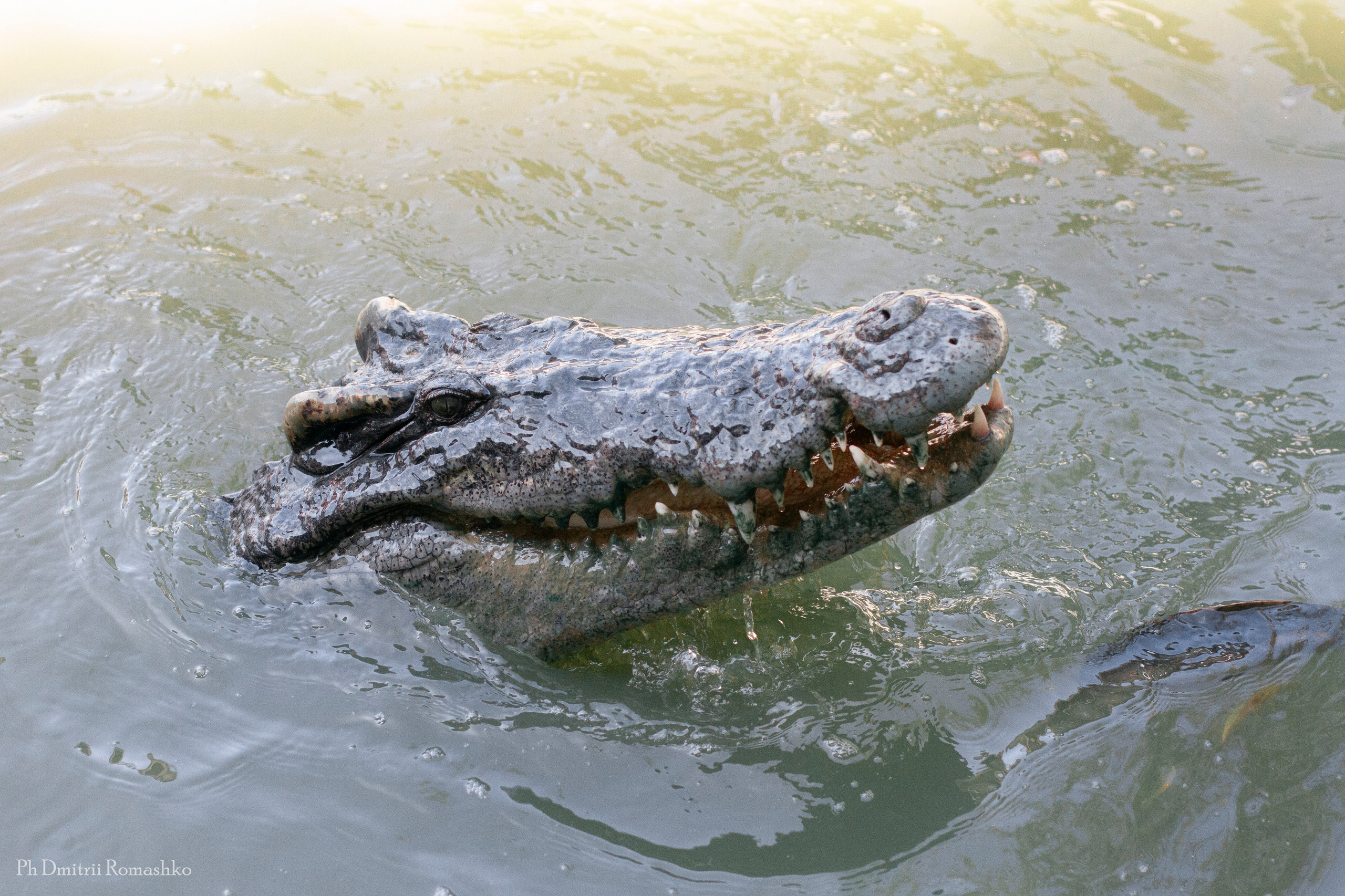 Анималистка. Фотограф Дмитрий Ромашко