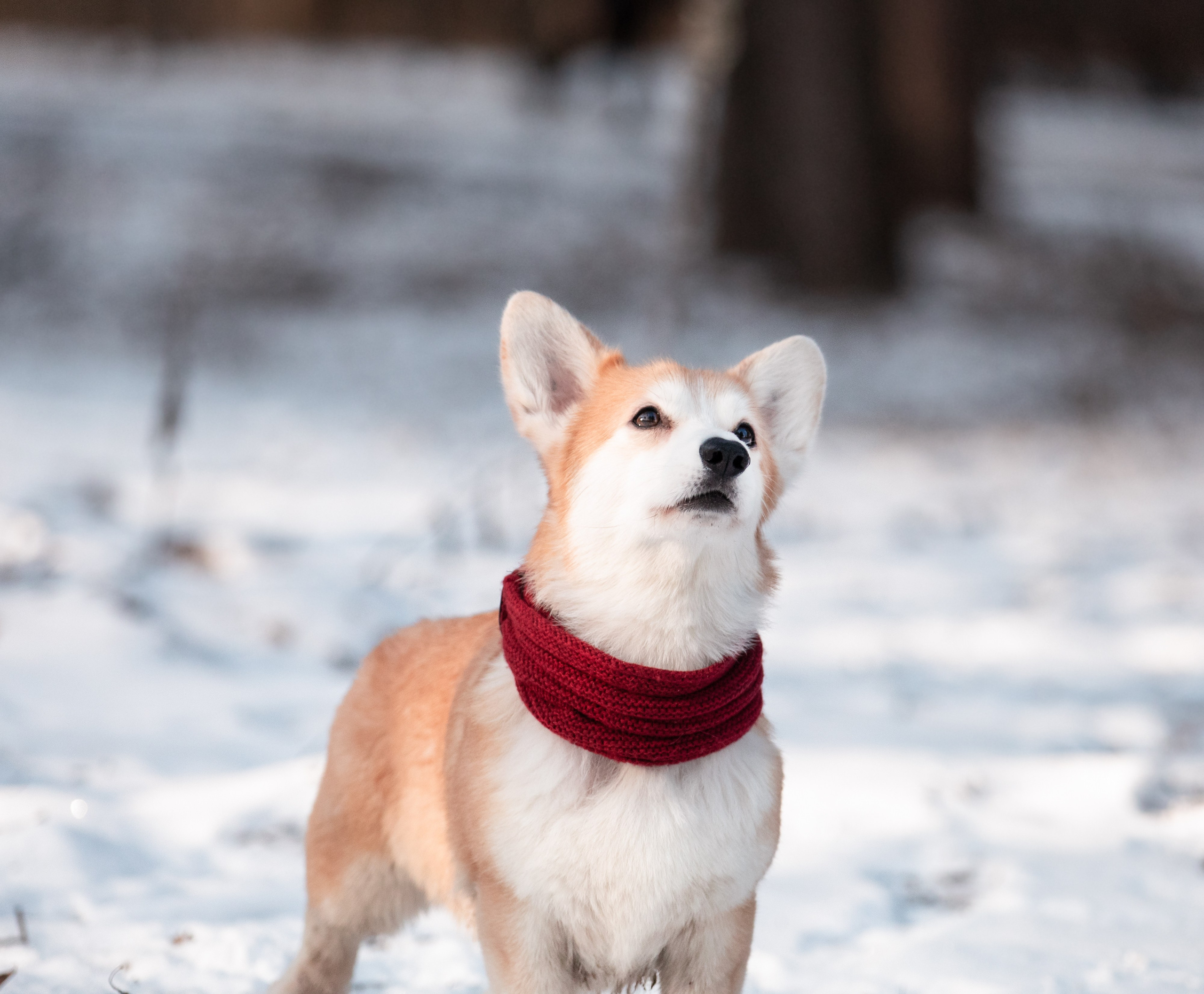 Даша и Дживс. Фотограф-анималист Смирнова Клеопатра|Москва