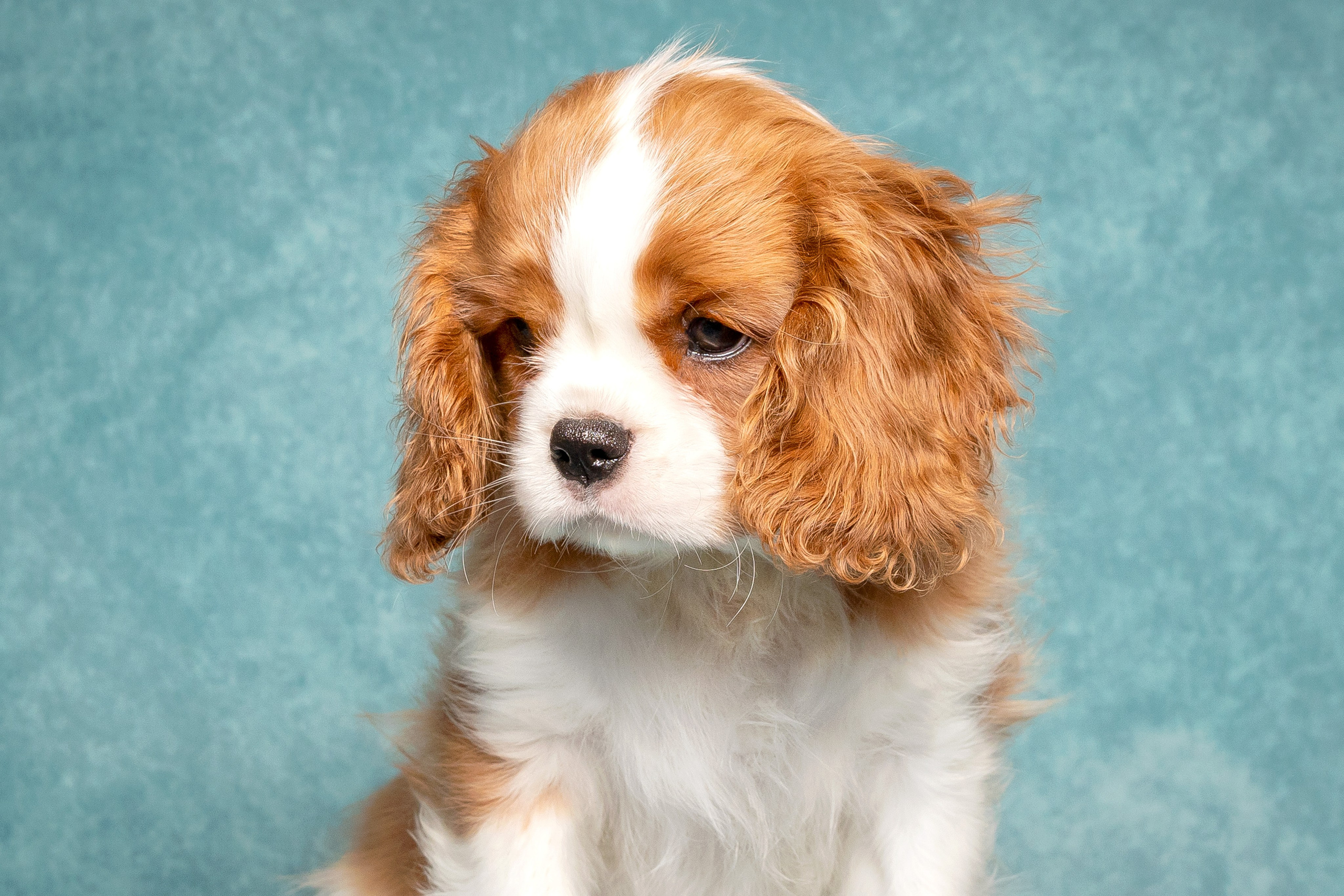 Кавалер Кинг Чарльз спаниель. Юлия Микульская. Рыбинск