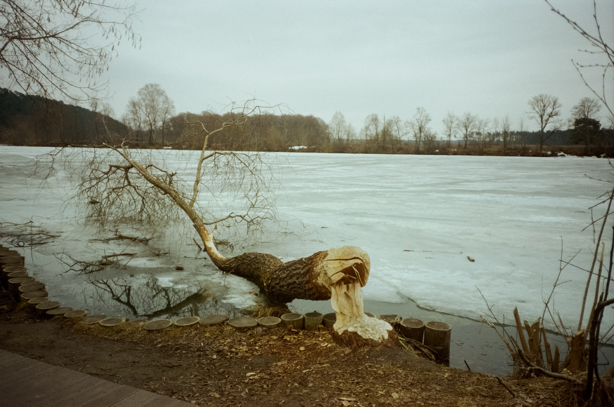 Архангельское. Пасмурный апрель. Фотограф-документалист Мария Осокина