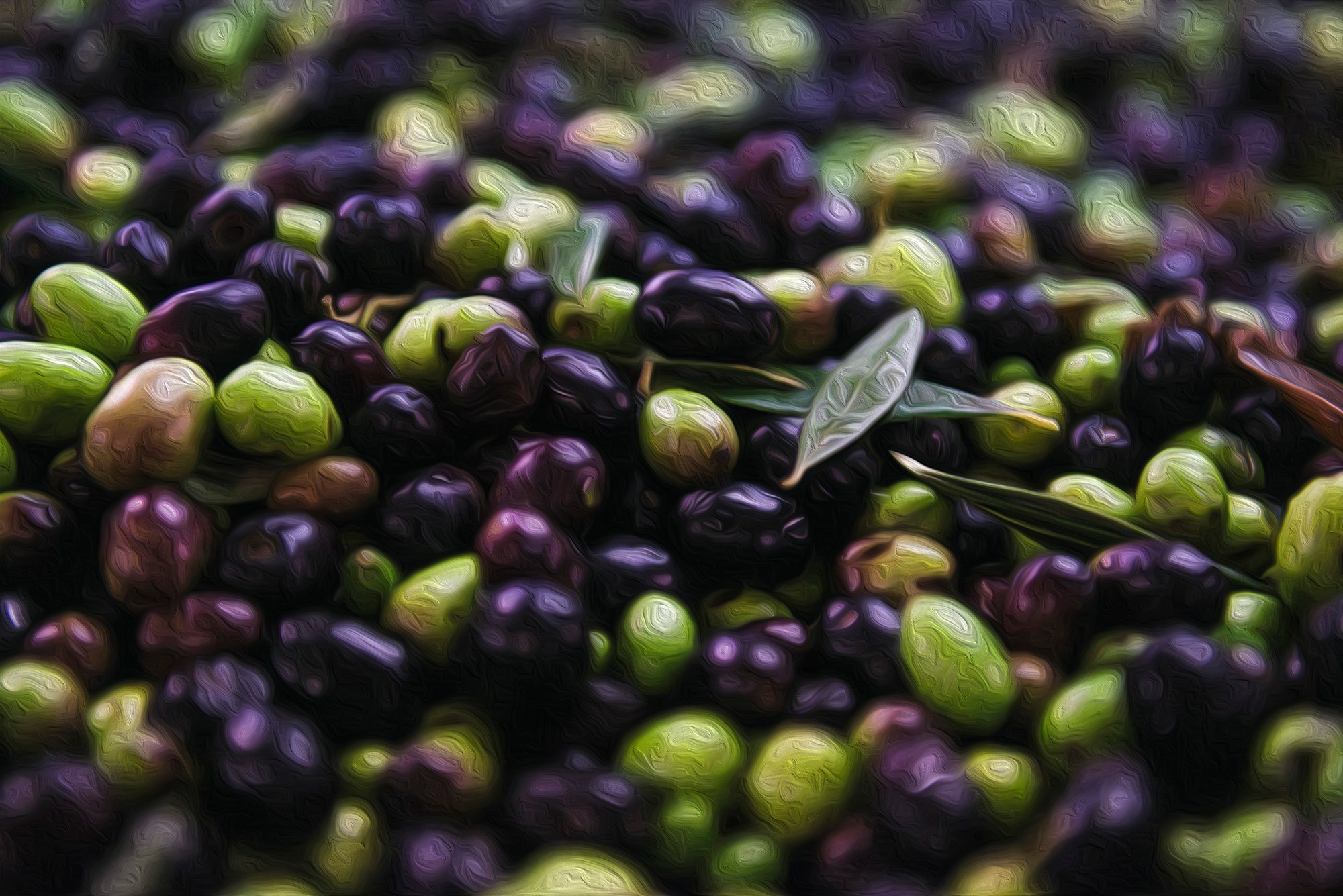 Урожай оливок для производства тосканского EVOO (оливкового масла extra virgin) — смесь зеленых и черных ягод.