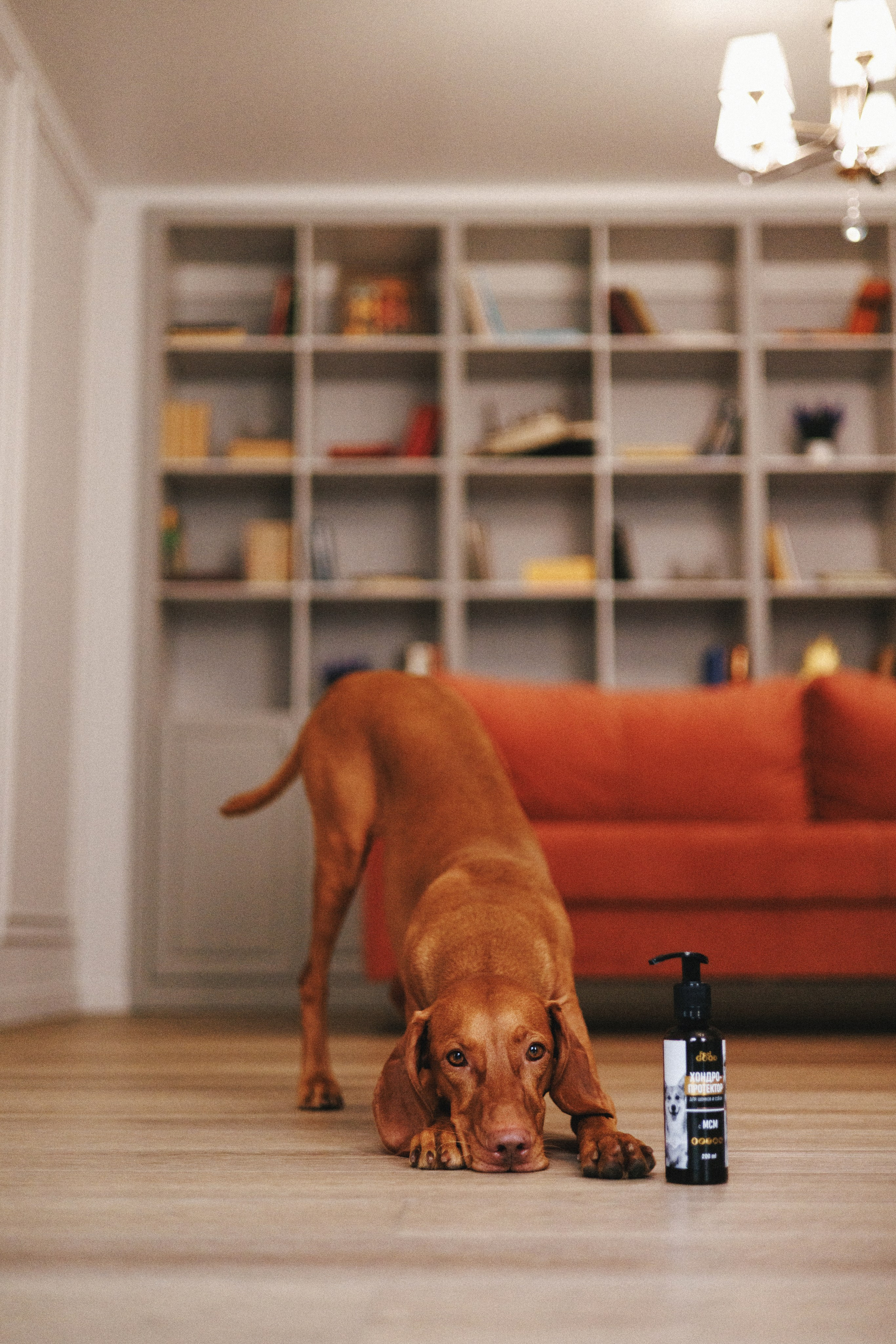 Товары для питомцев M-Pets & Petbiology. Фотограф анималист Осипчикова Мария