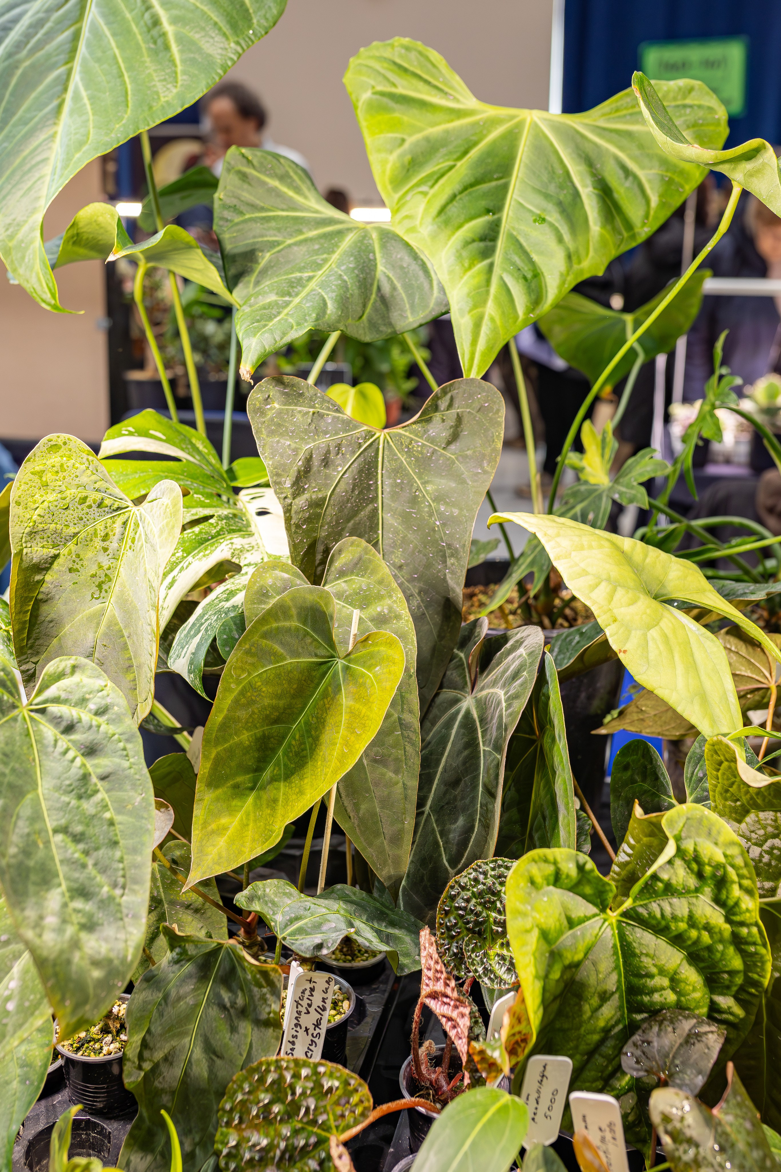 Монстериум апрель 2026. Александра Куликова фотограф, Москва