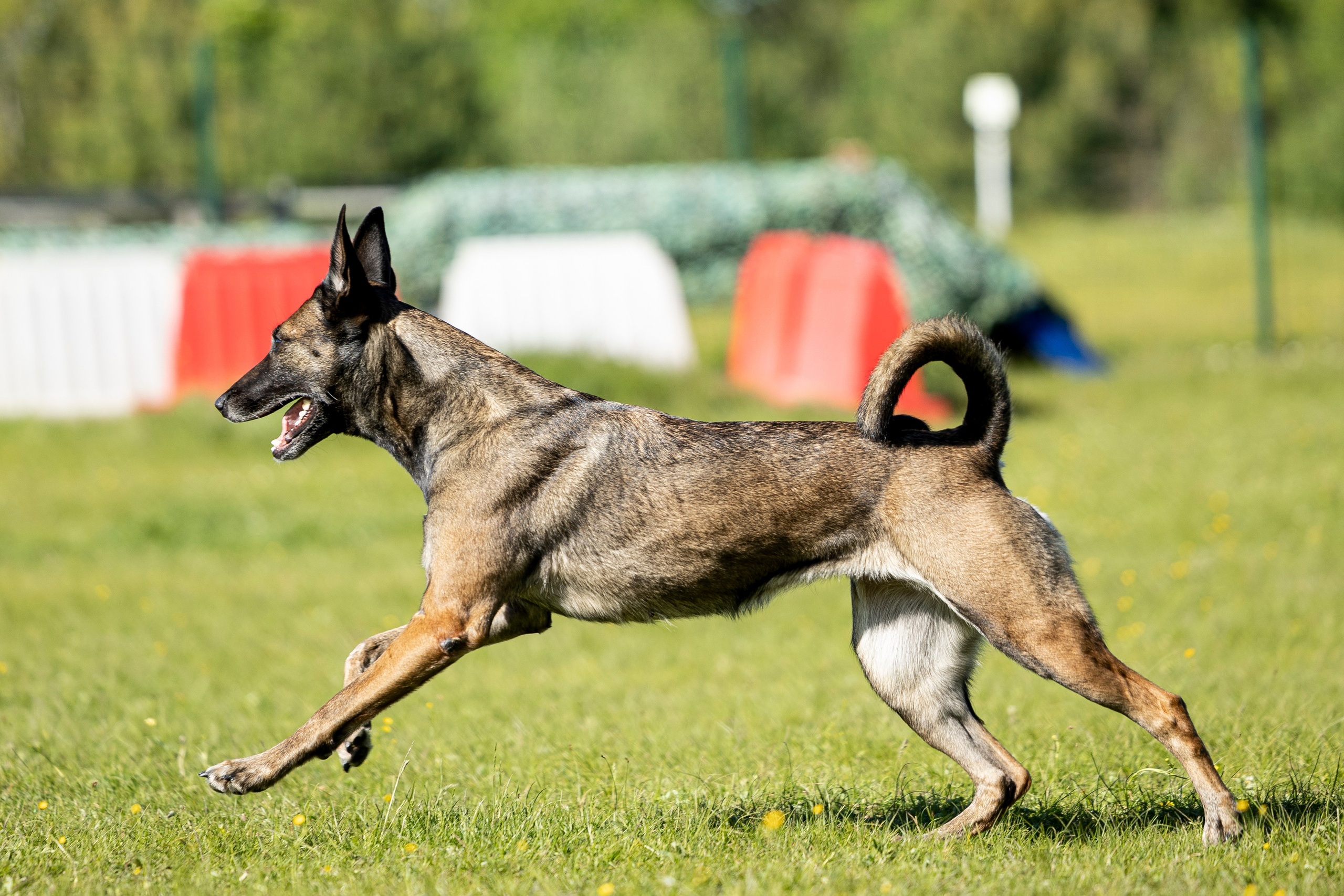 Испытания по мондьорингу в Нижнем Новгороде. Фотограф-анималист Анна Маринич