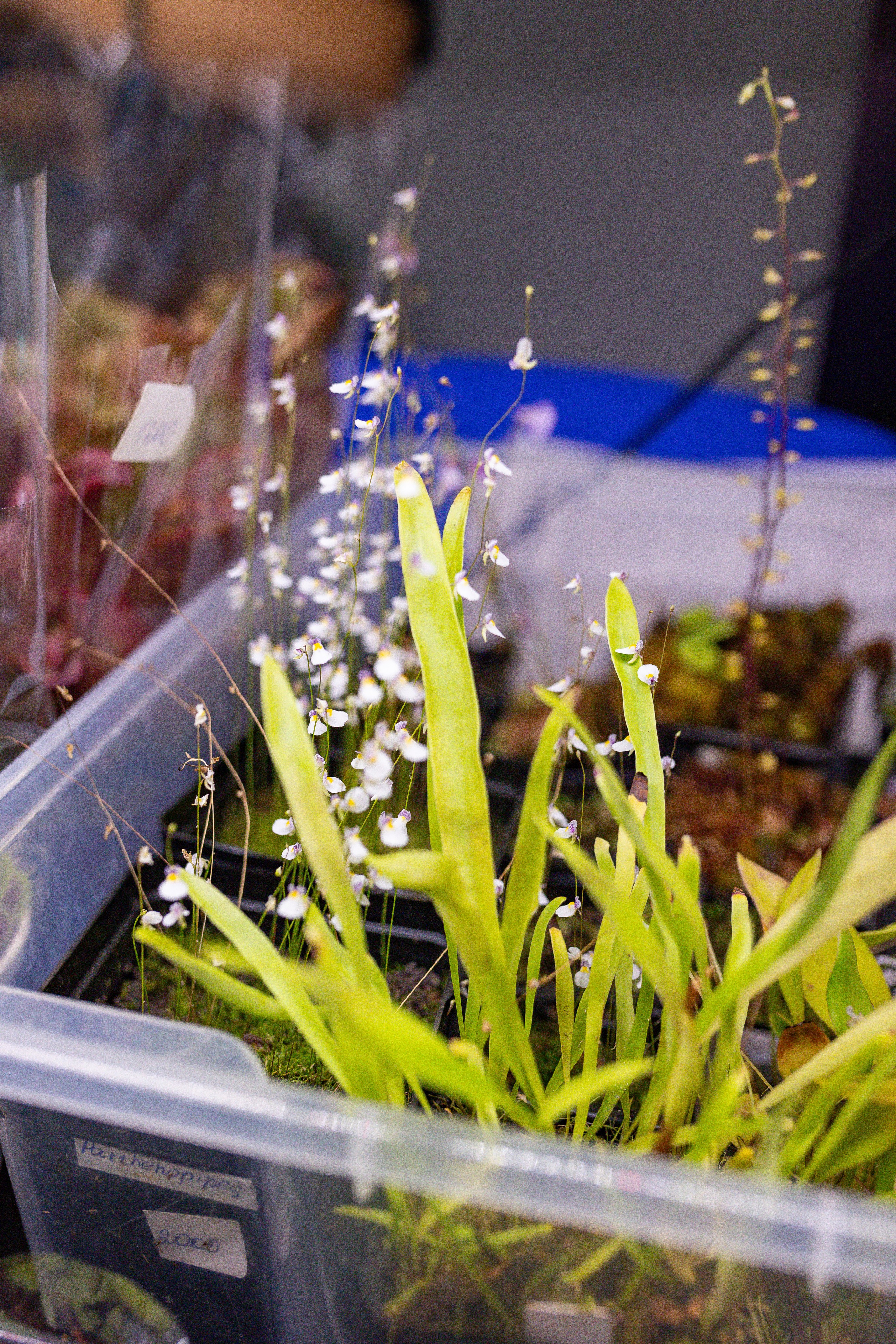 Орхидиум сентябрь 2025. Александра Куликова фотограф, Москва