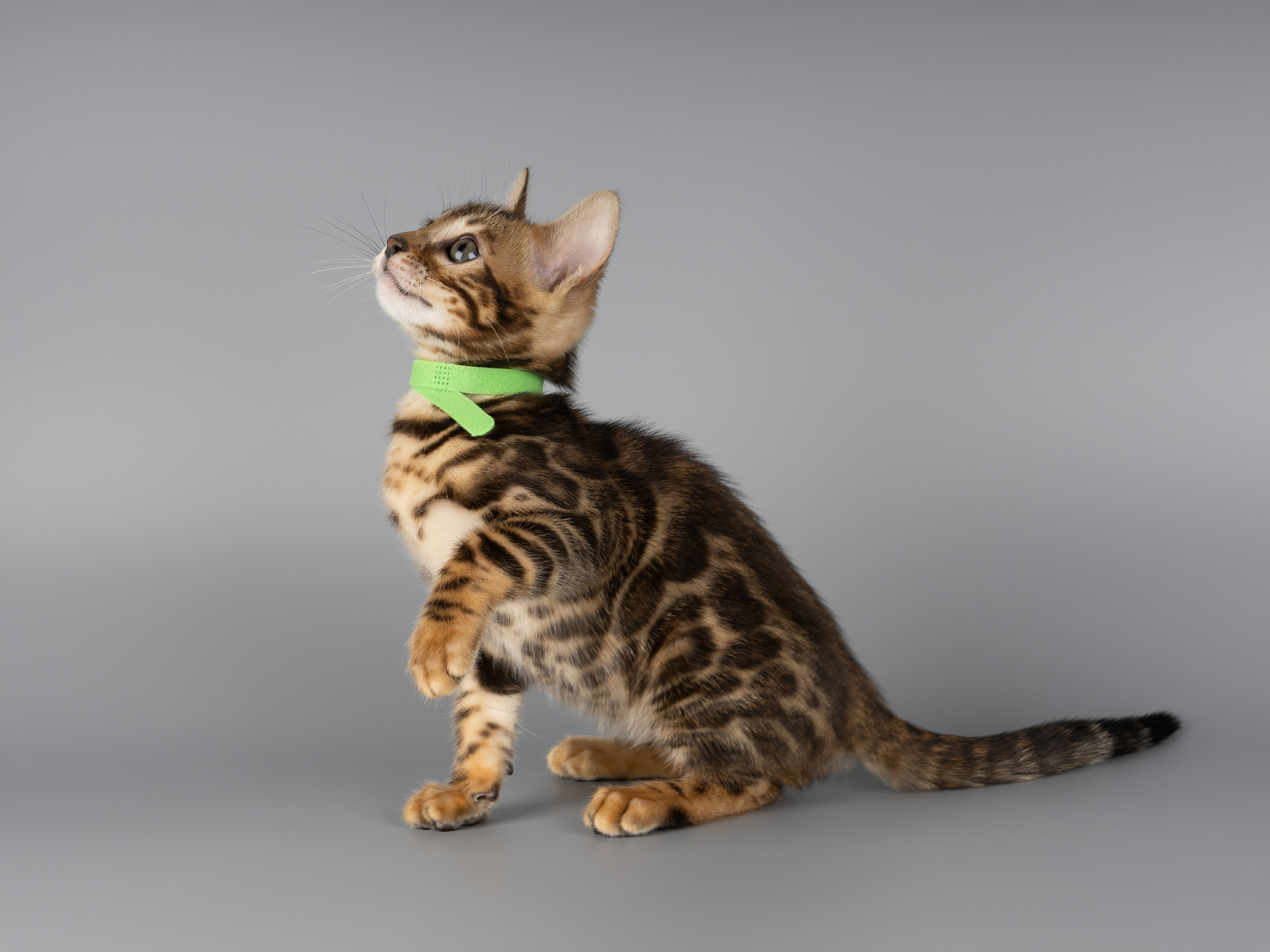 Бенгальские котята (студия). Фотограф-анималист в Москве, МО и Владимире