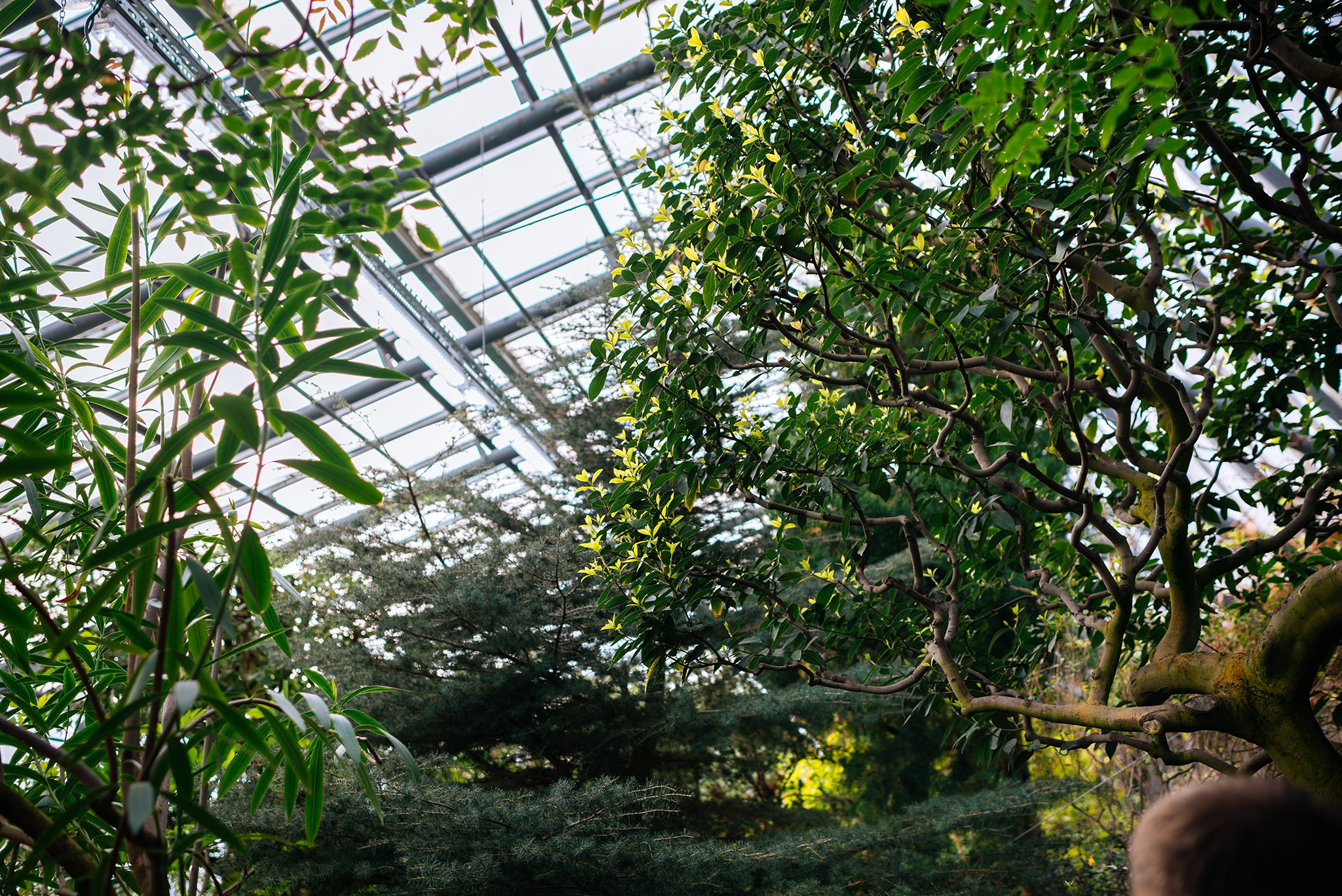 Ботанический сад. Субтропический маршрут. Март 26. Репортажный фотограф в Санкт-Петербурге Анастасия Клёпова