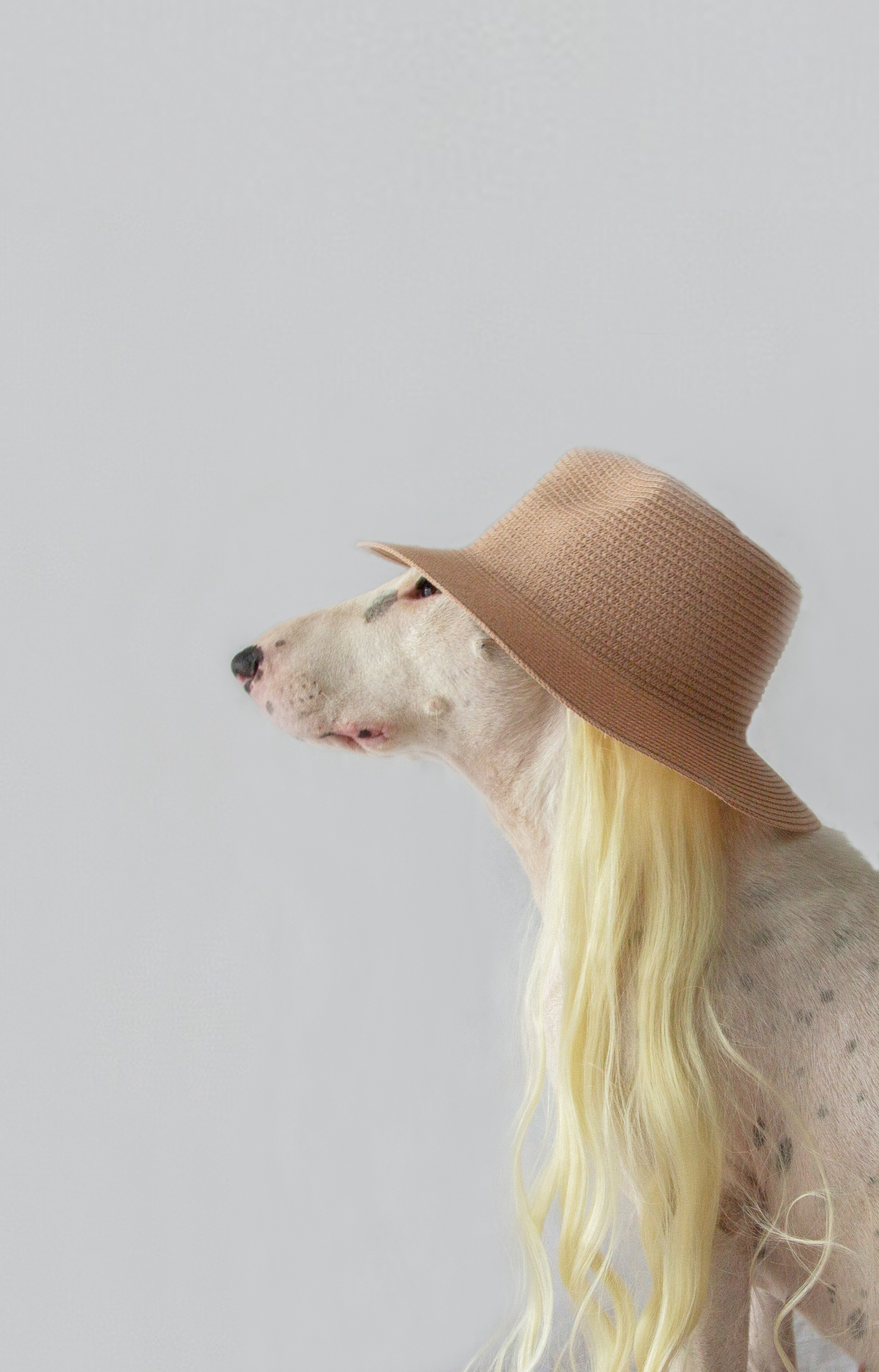 Personal experience in adapting a dog from a shelter