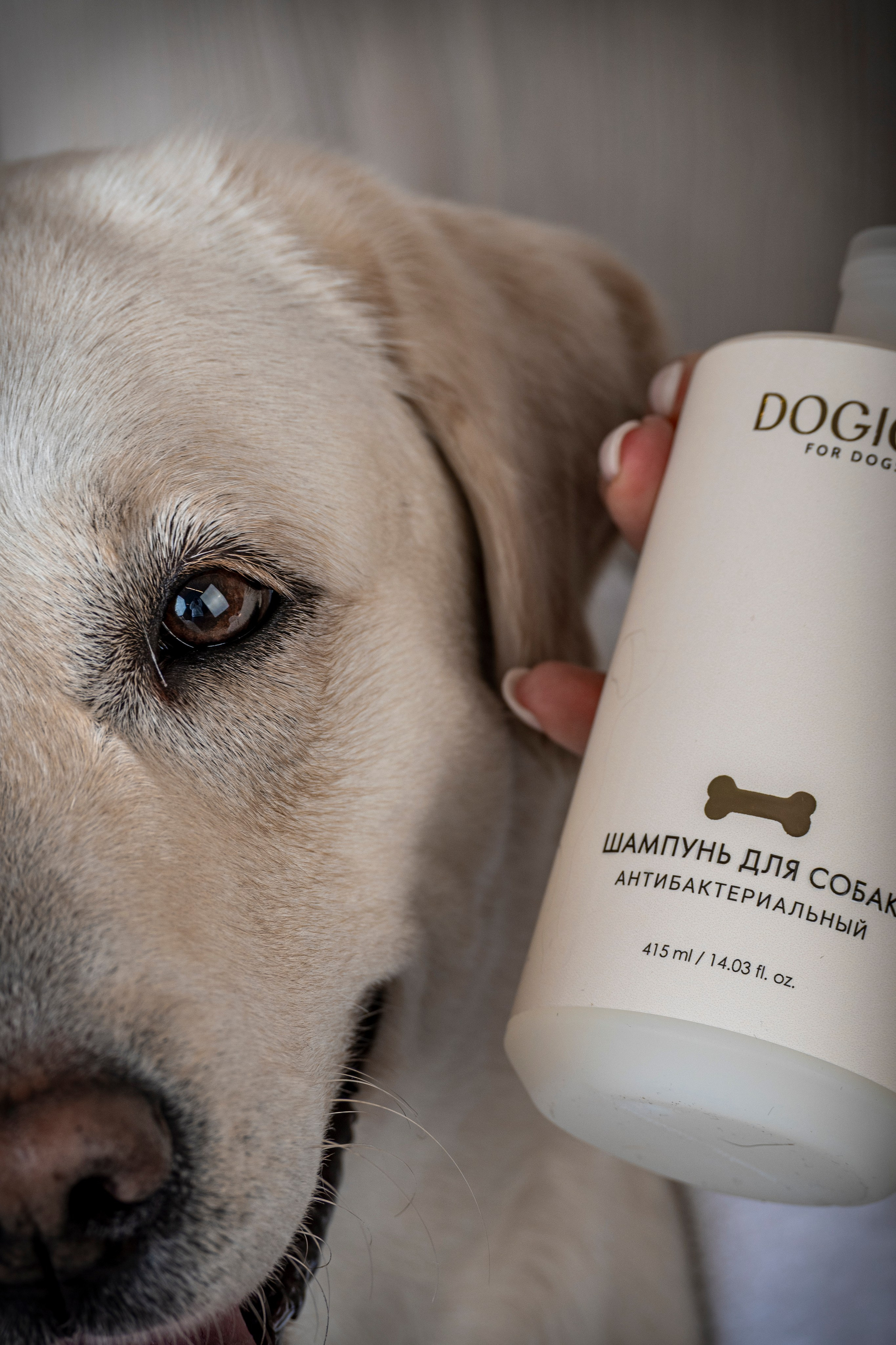 DOGIGO. Фотограф анималист в Санкт-Петербурге Таша Крейв