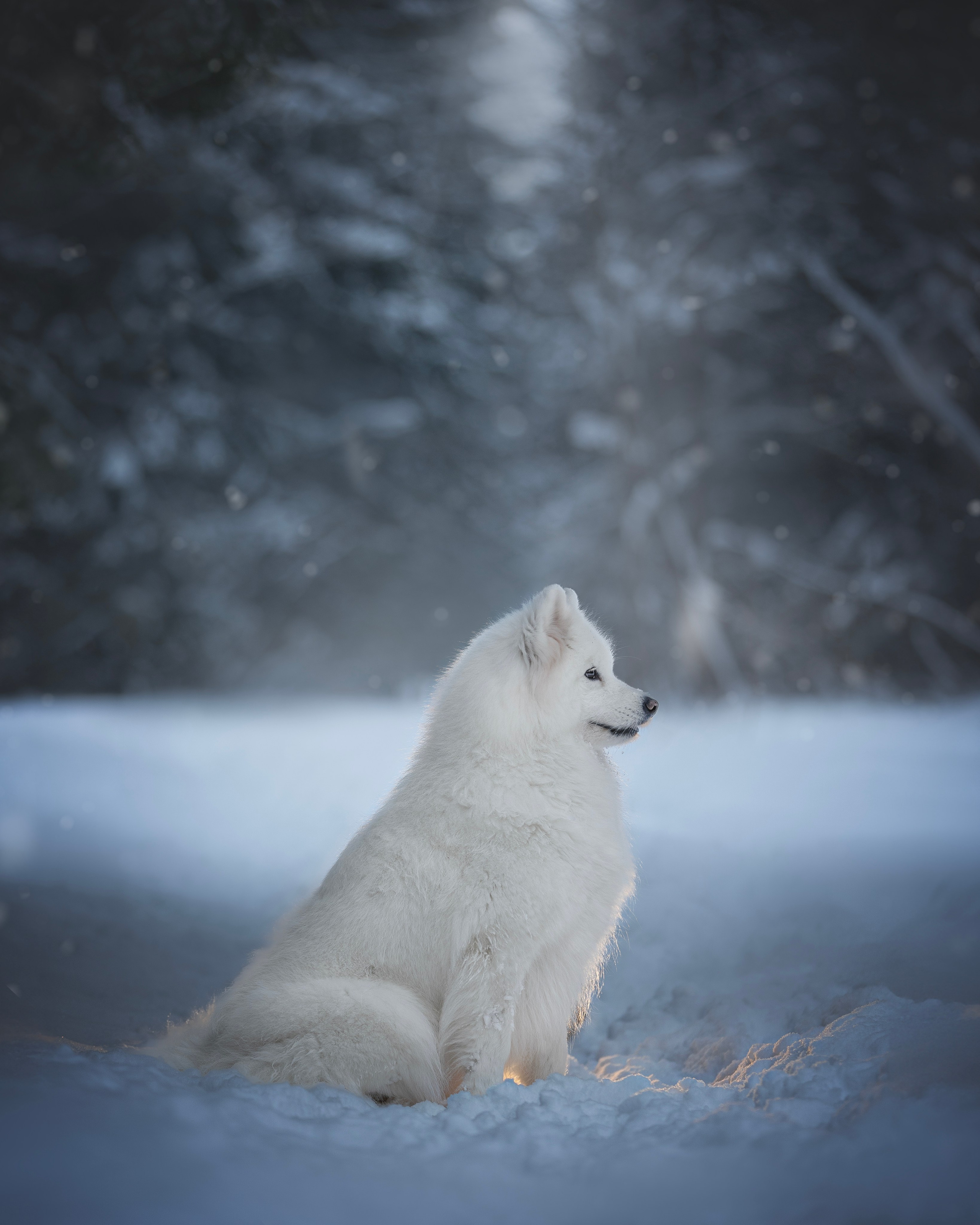 Фото собак, животных зимой. Фотограф анималист в Москве Майорова Евгения