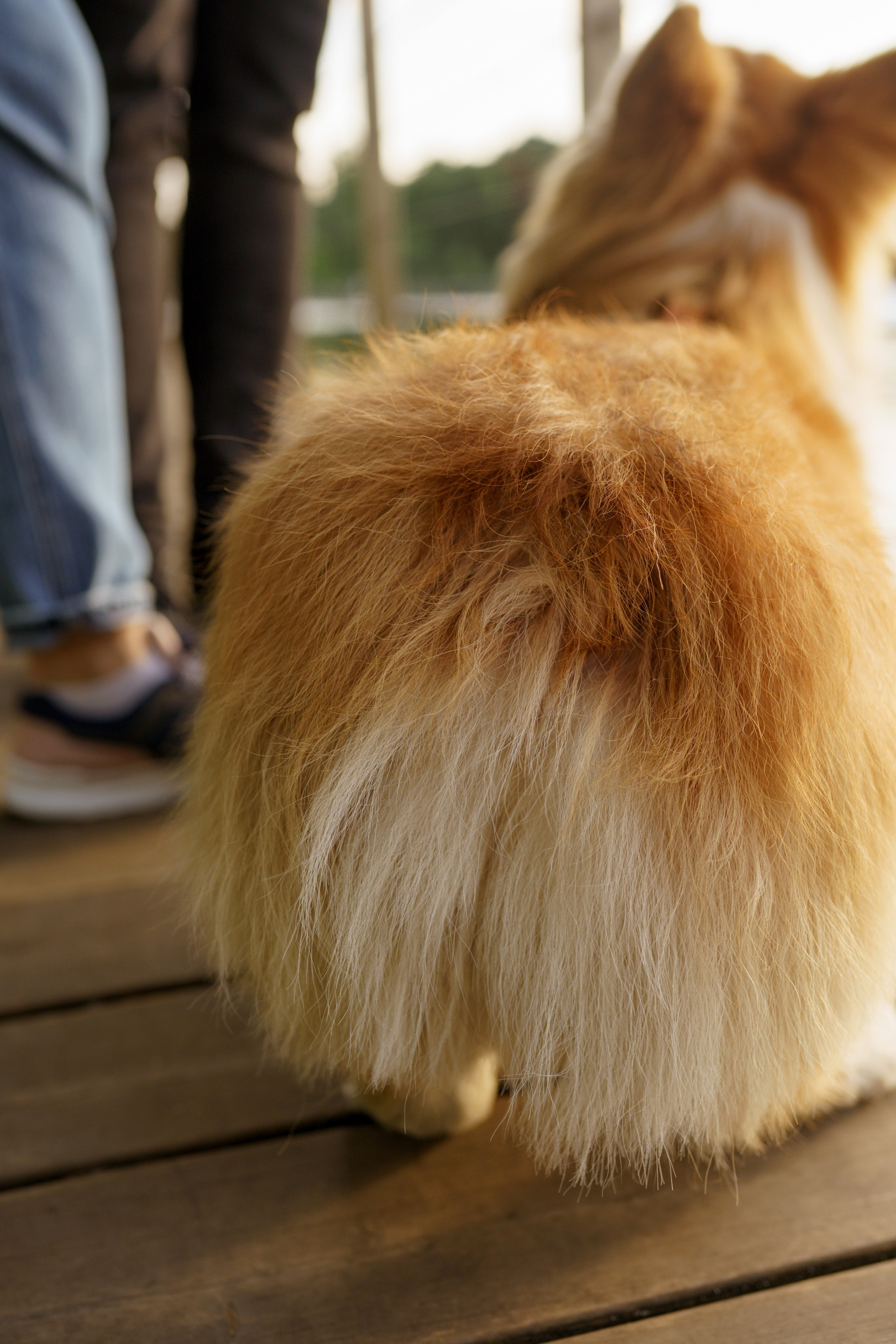 Катя, Арсений и Пух. Свадебный фотограф в Москве Анна Полушина