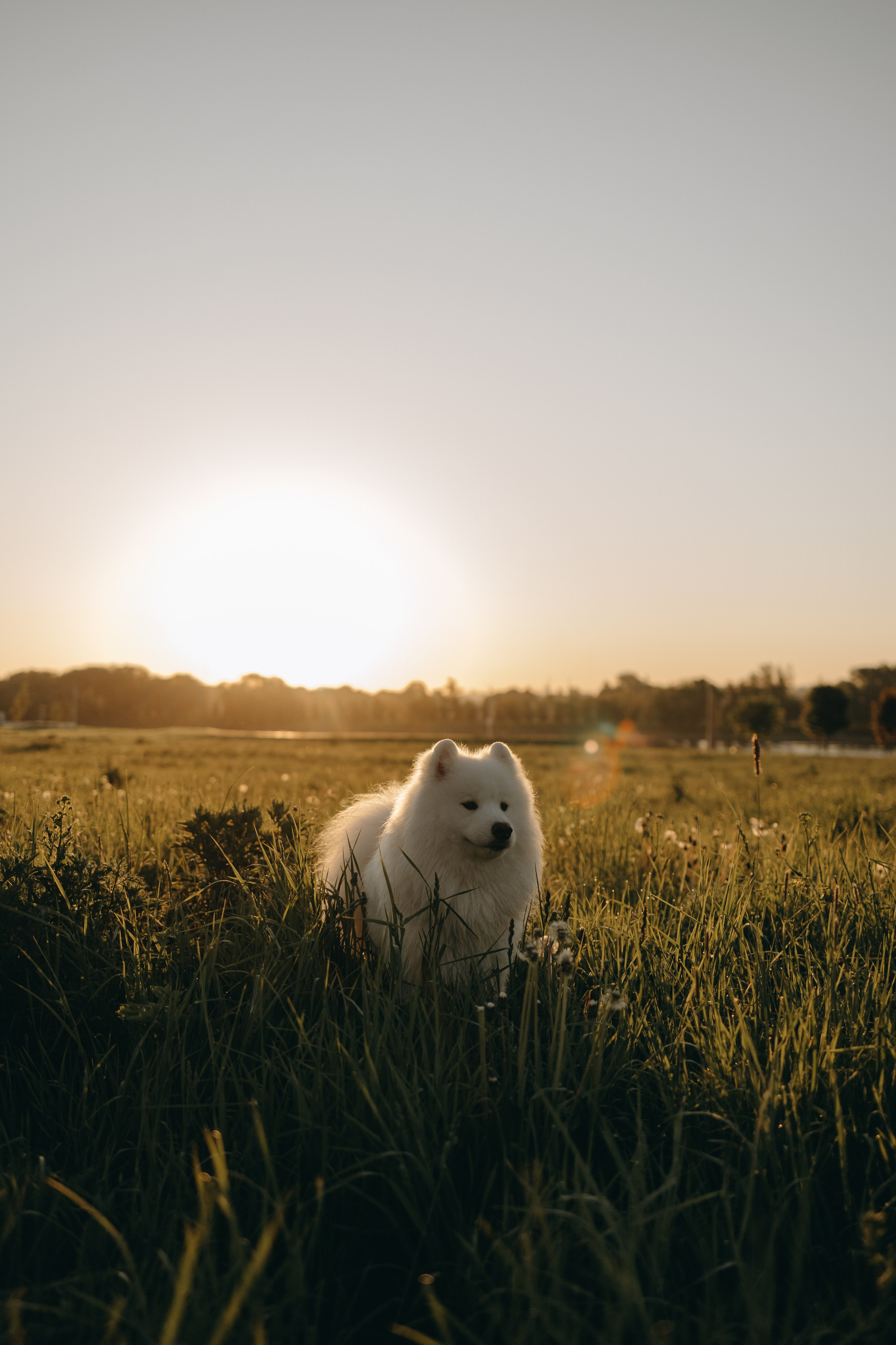 Танго и его семья. Фотограф — Анималист | Санкт-Петербург