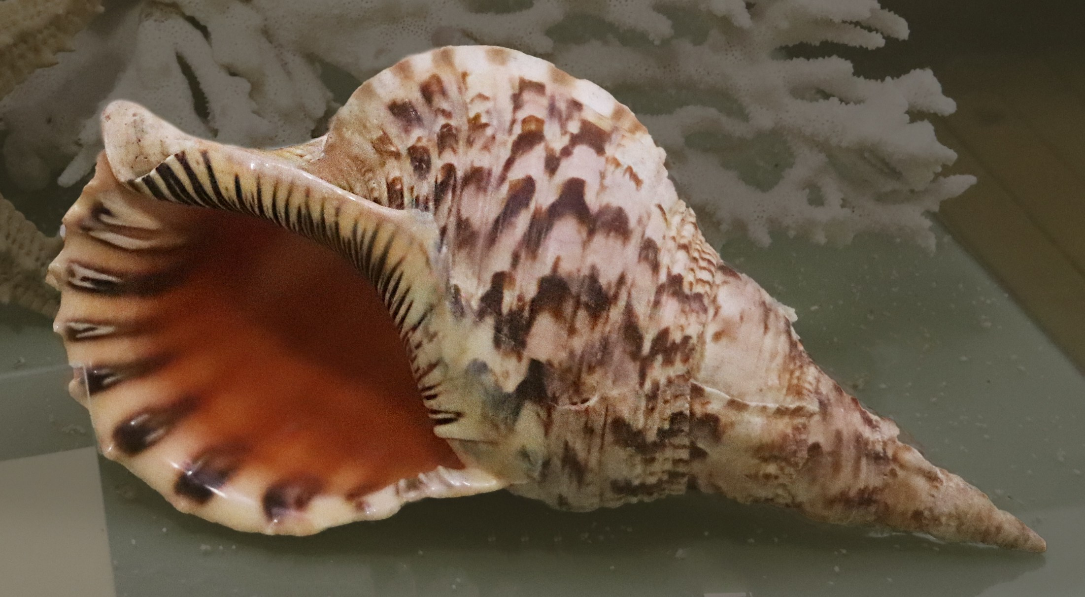 Морской калейдоскоп. Фотограф Юлия Маринина