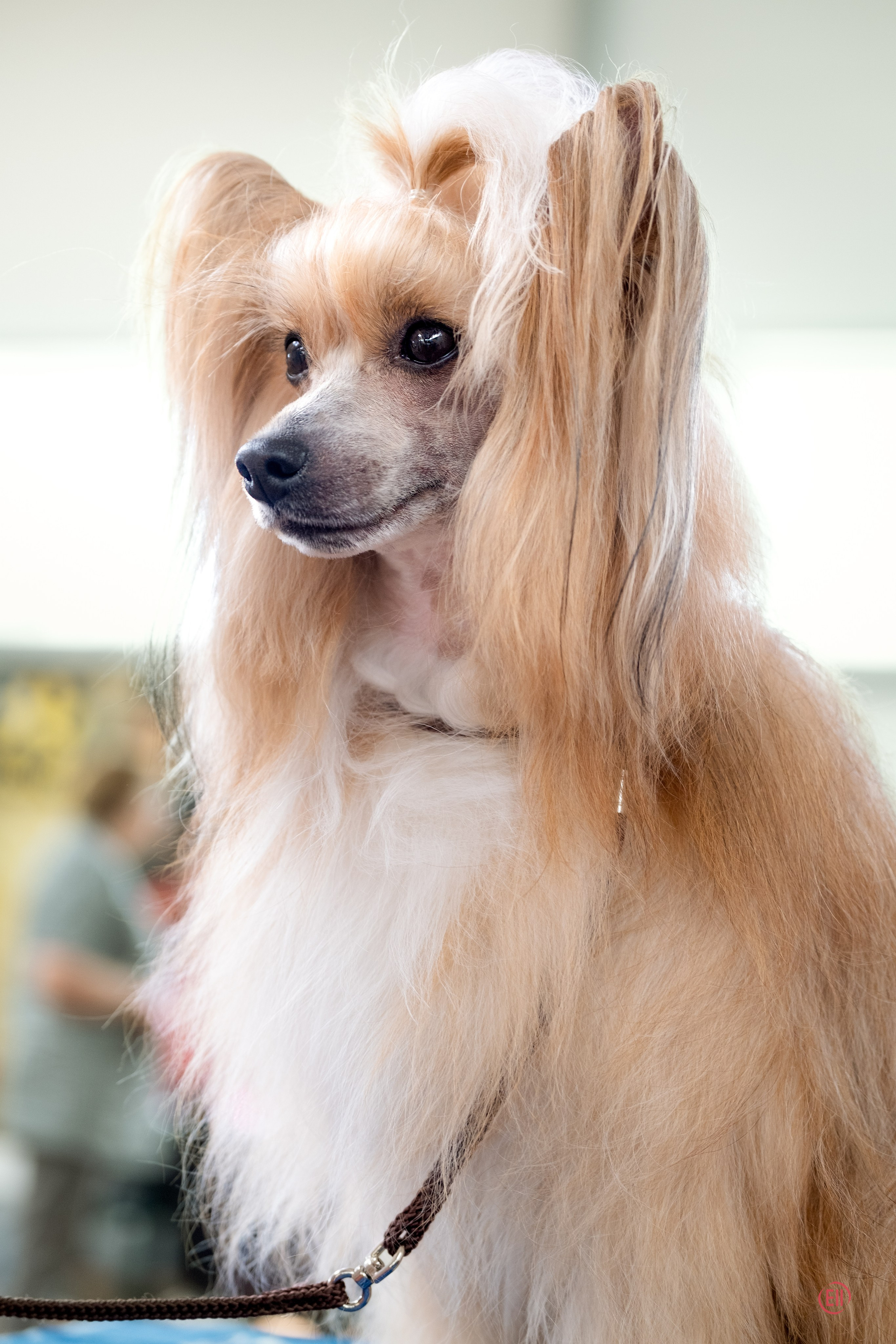 Poale Ell Veles. Poale Ell Chinese Crested Dog Kennel: Buy a puppy from the kennel