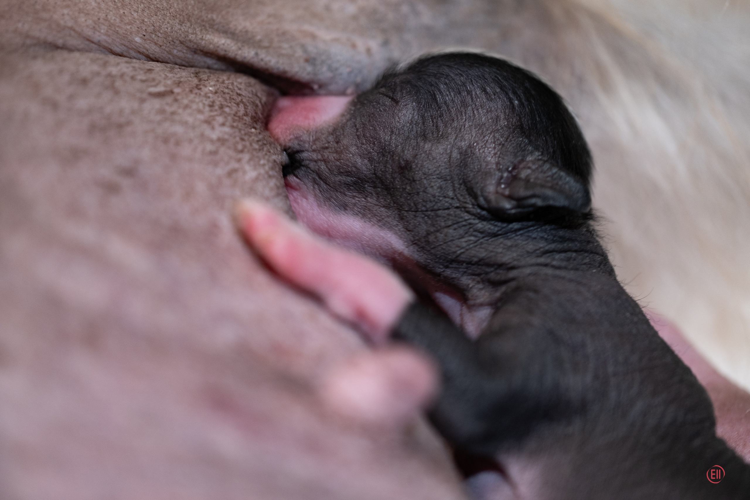 4-й день. Poale Ell Dominika