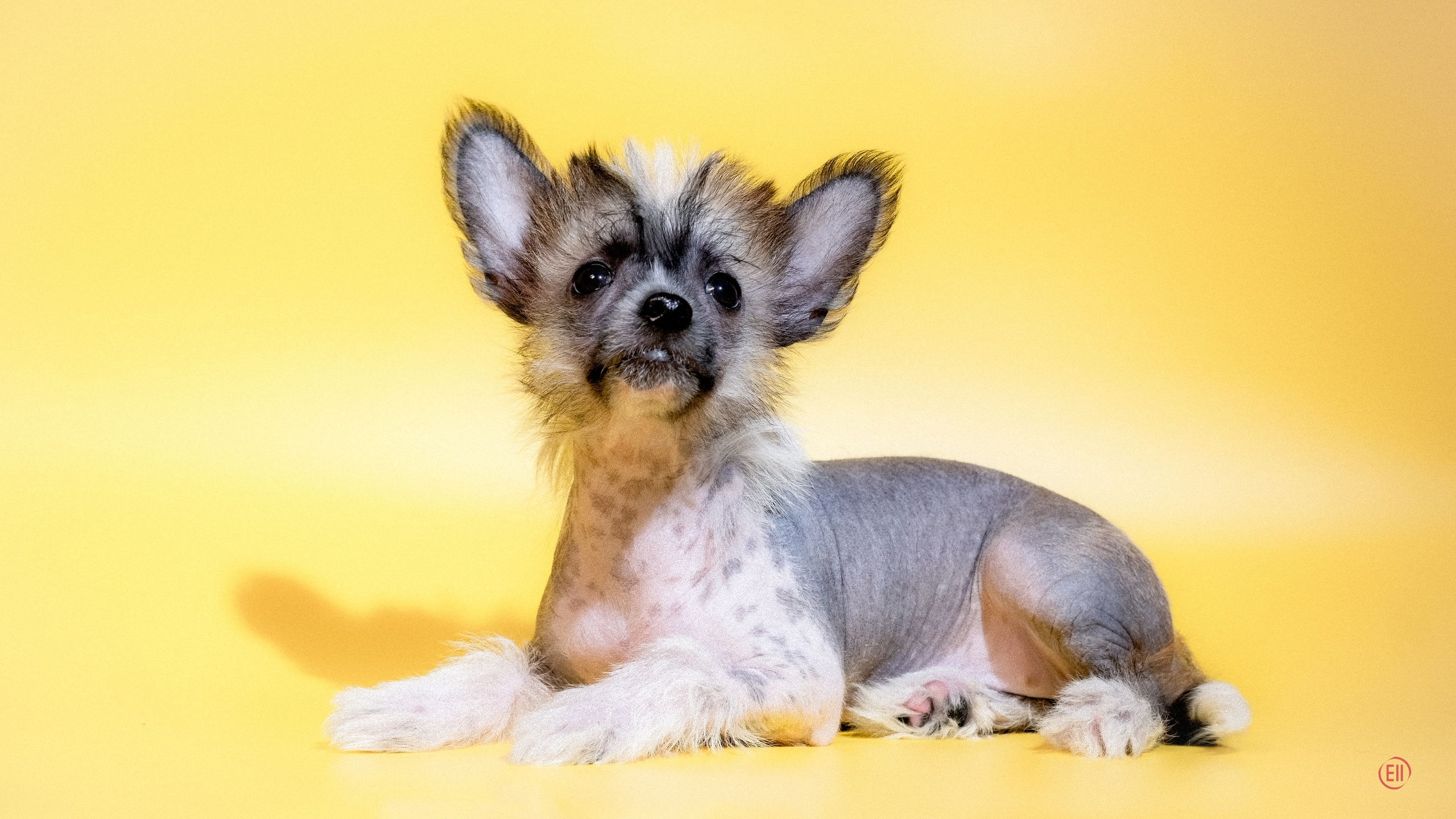 Poale Ell Deniz. Poale Ell Chinese Crested Dog Kennel: Buy a puppy from the kennel