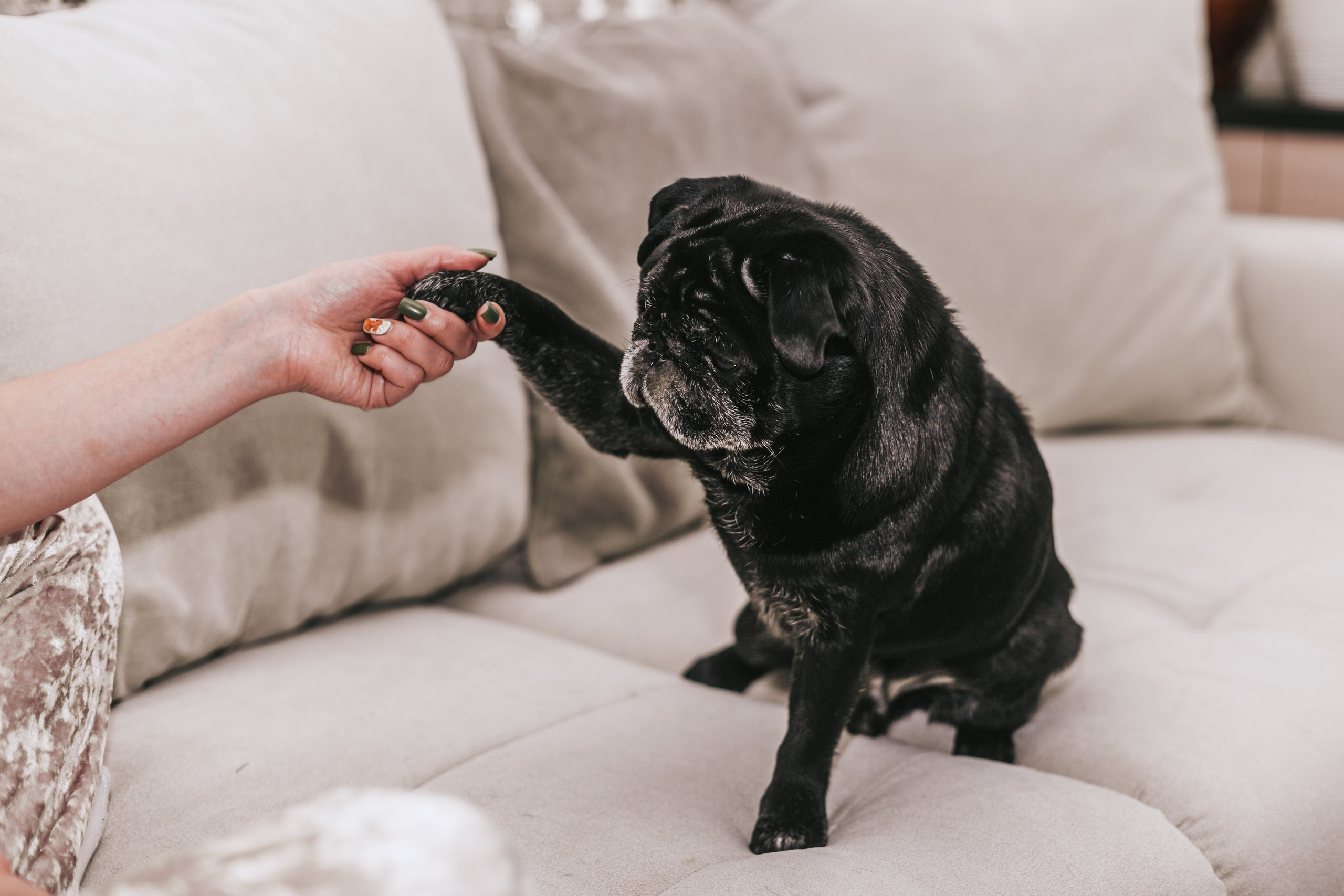 Домашняя фотосессия Оли и двух ее мопсов. Фотограф-анималист Татьяна Степанова