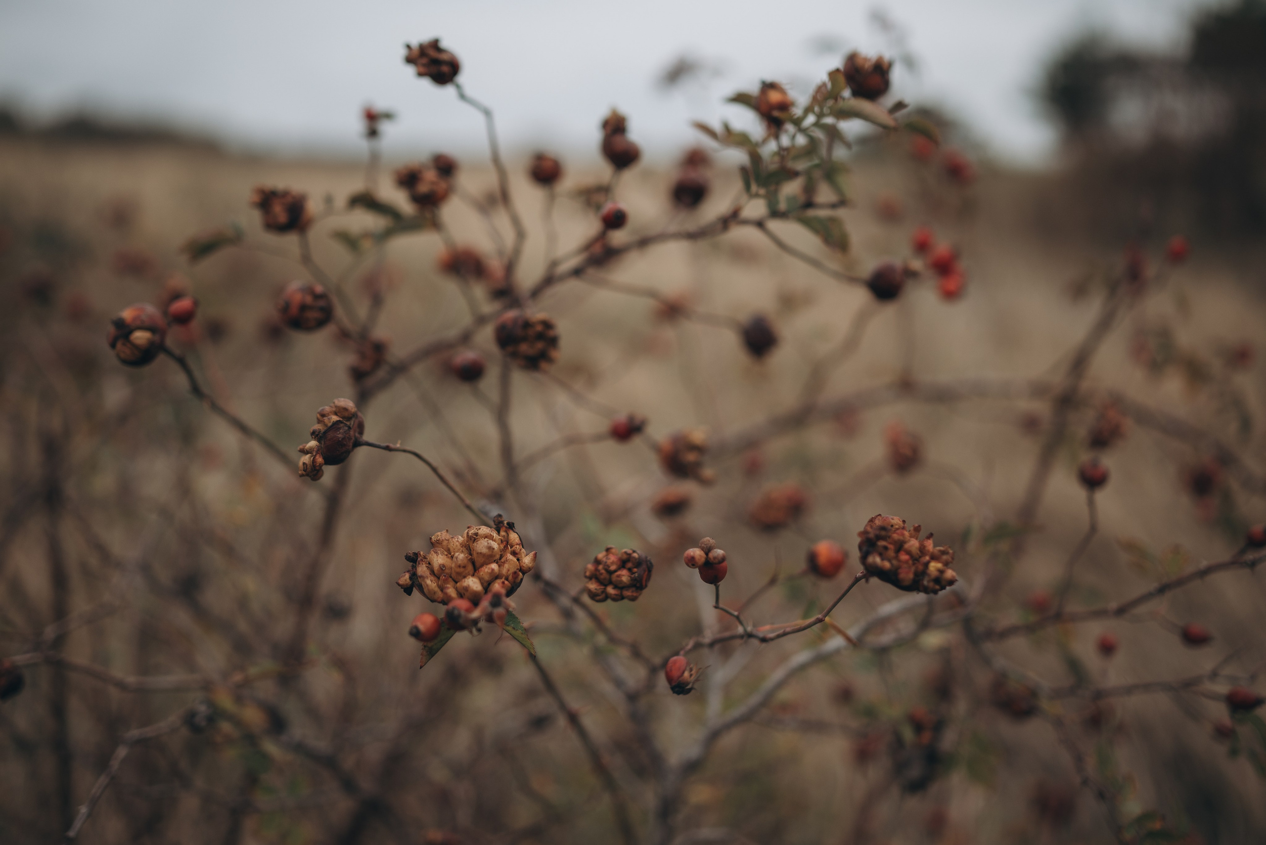 В поле. Семейный фотограф Ростов-на-Дону Татьяна Соколова