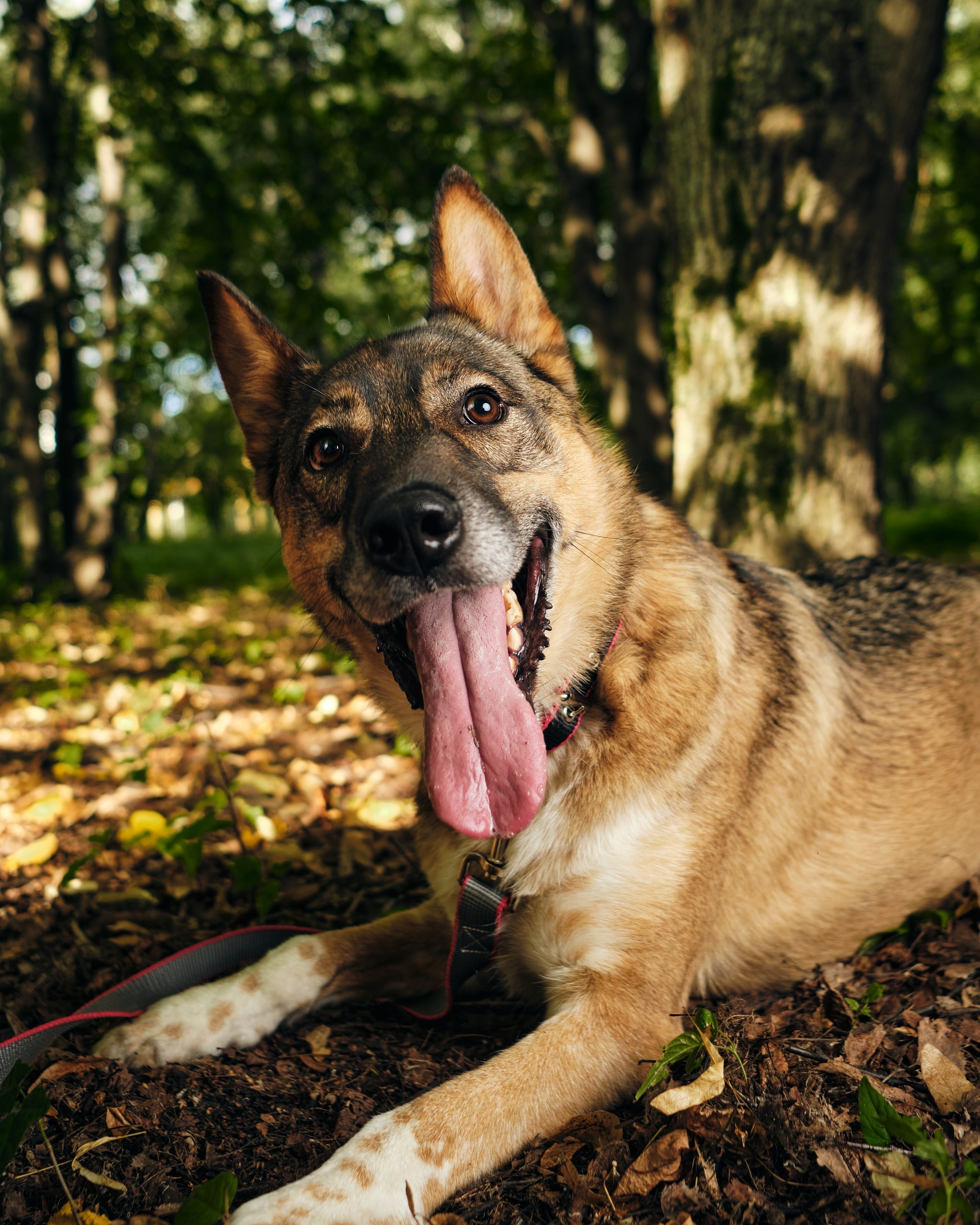 Фотосессия  для паши пса. Профессиональный фотограф в Москве — Максим Дьяконов