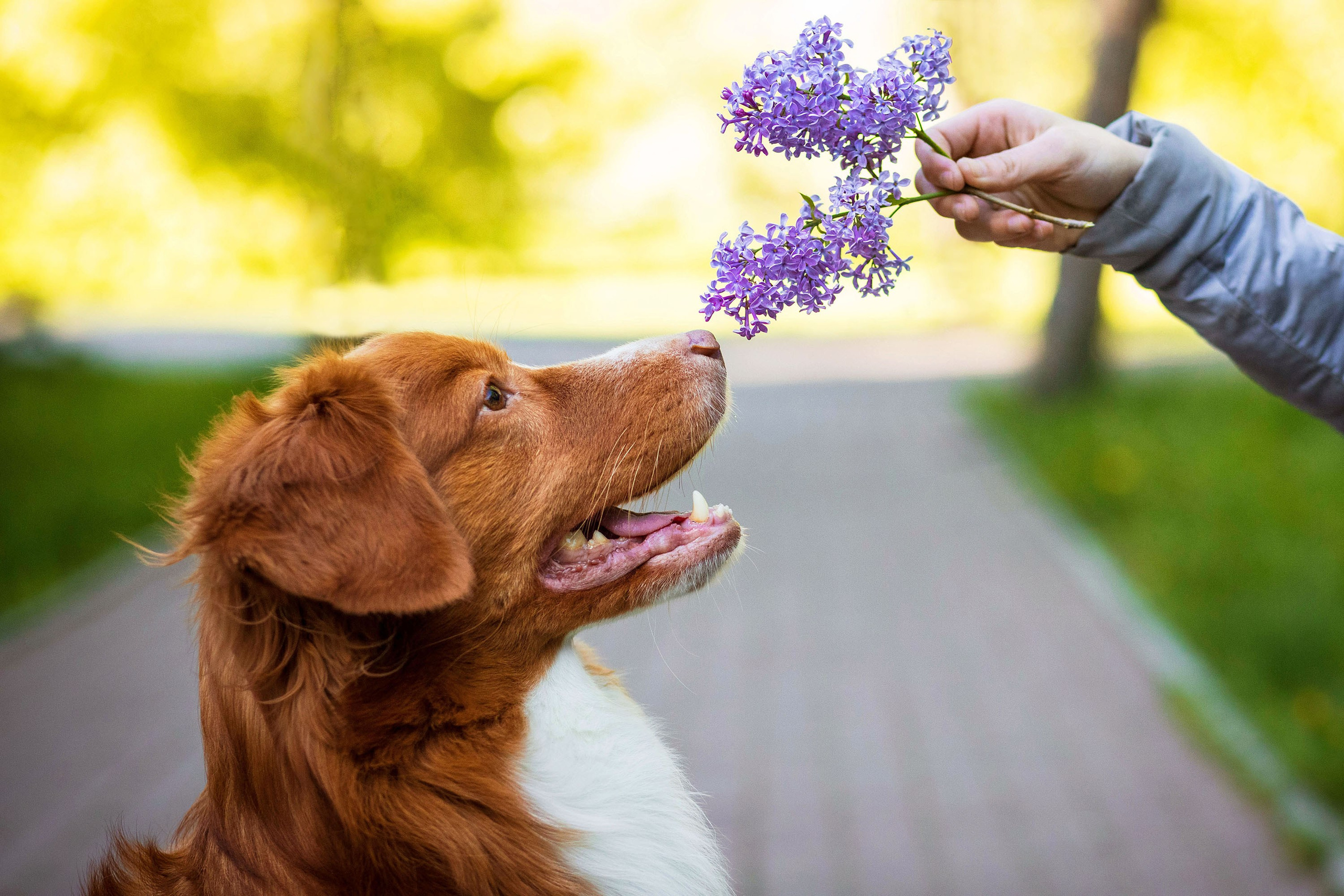 Съемка животных. Конный фотограф в Челябинске Стромова Ольга