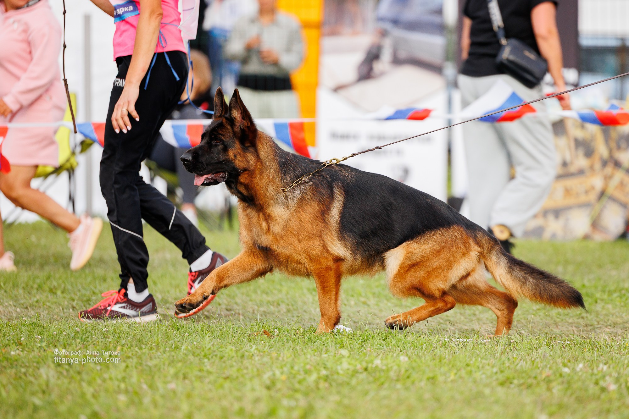 Немецкие овчарки: фото из рингов и вне ринга, мутпроба (фотографии с выставок). Фотограф собак, фотограф-анималист Аня Титова (Titanya). Москва