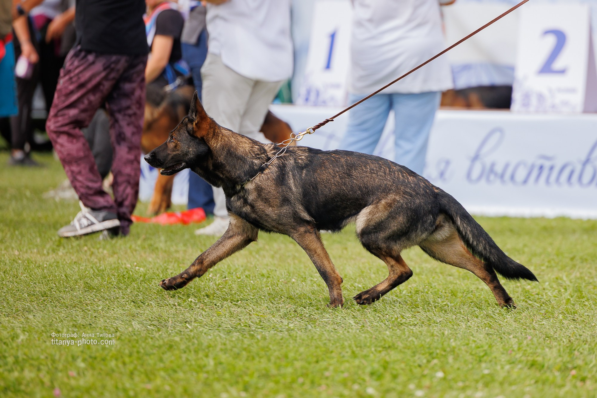 Немецкие овчарки: фото из рингов и вне ринга, мутпроба (фотографии с выставок). Фотограф собак, фотограф-анималист Аня Титова (Titanya). Москва