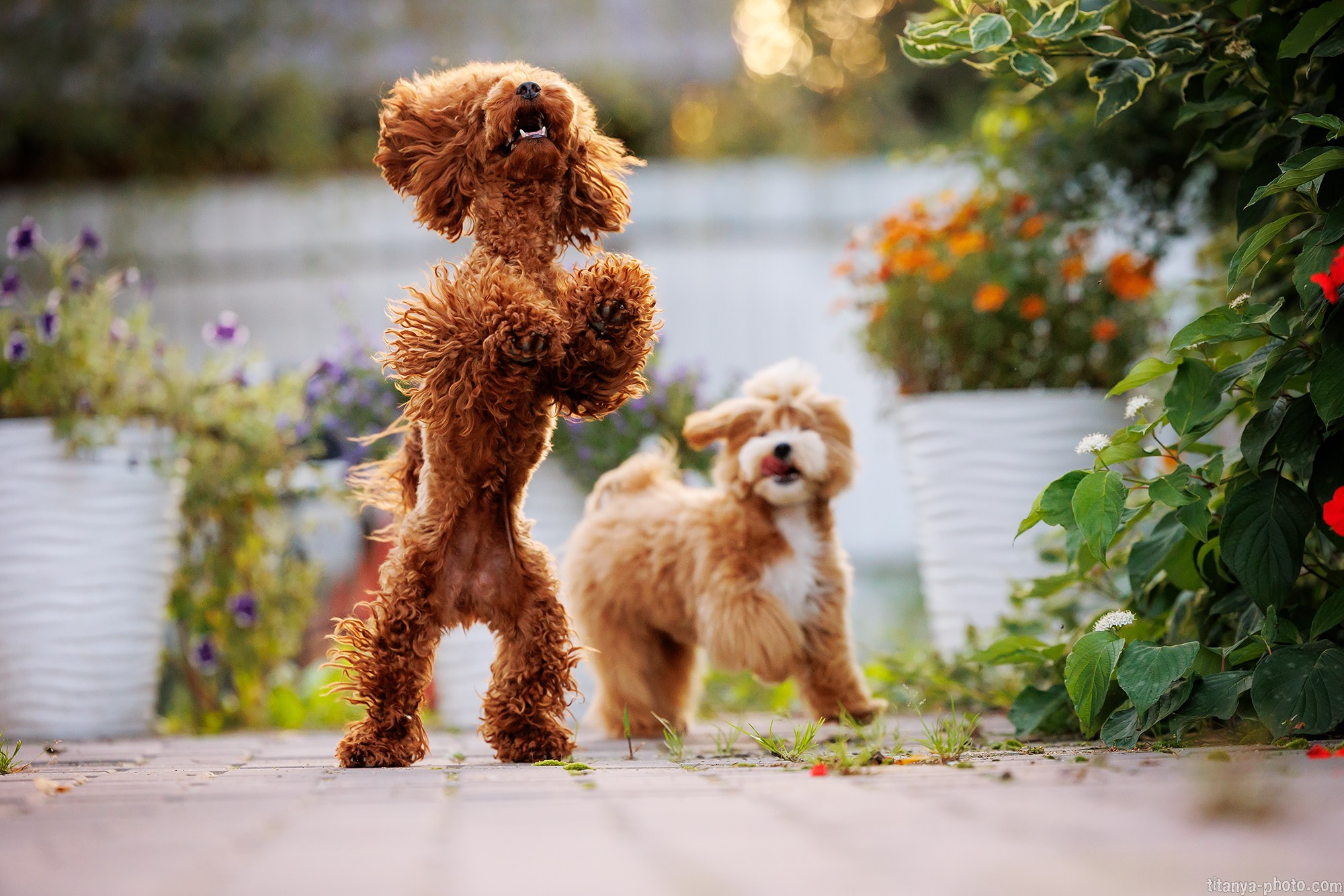Осторожно, превышение уровня милоты!. Фотограф собак, фотограф-анималист Аня Титова (Titanya). Москва