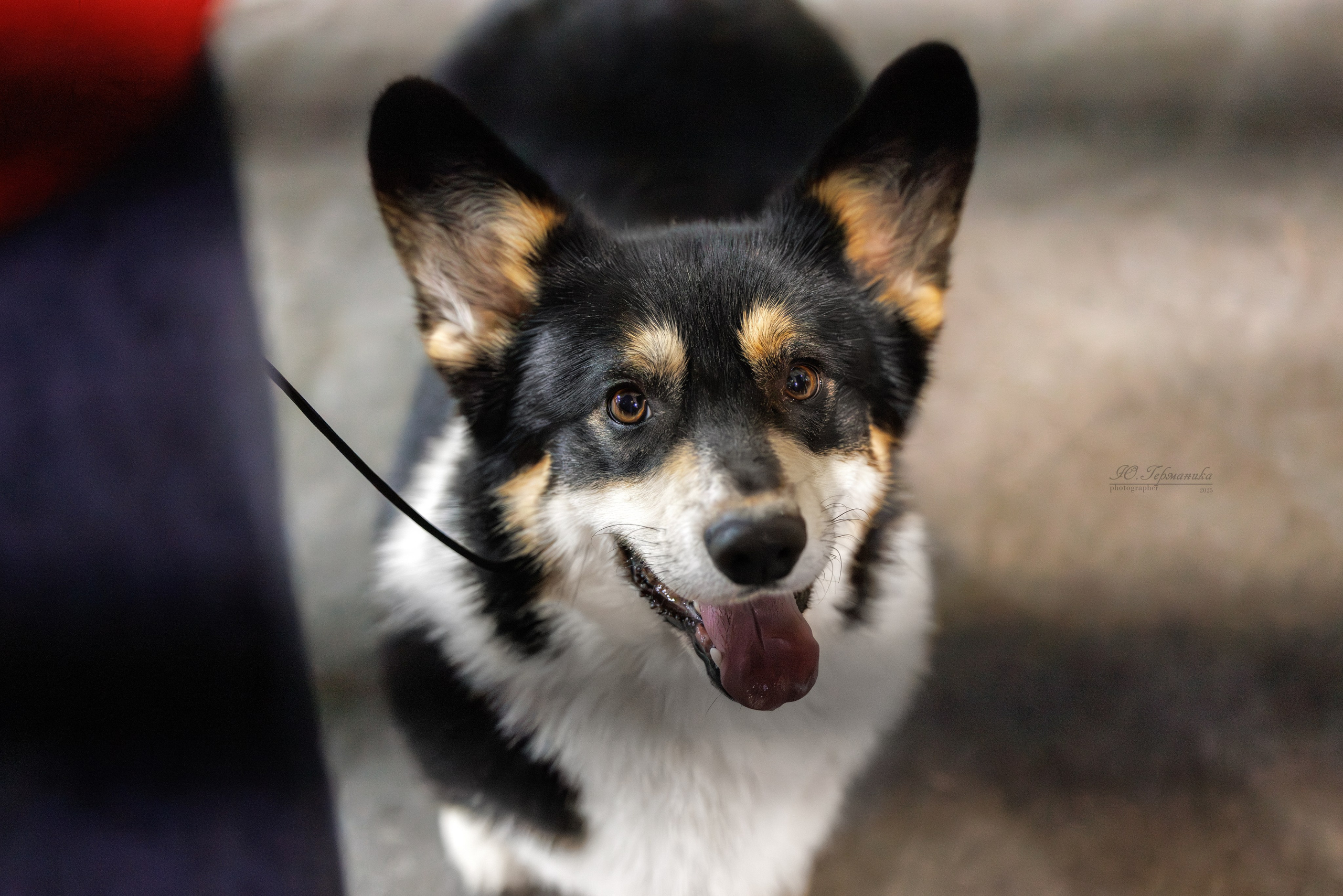 Тверь 21.12.2025. Фотограф-анималист Юлия Германика